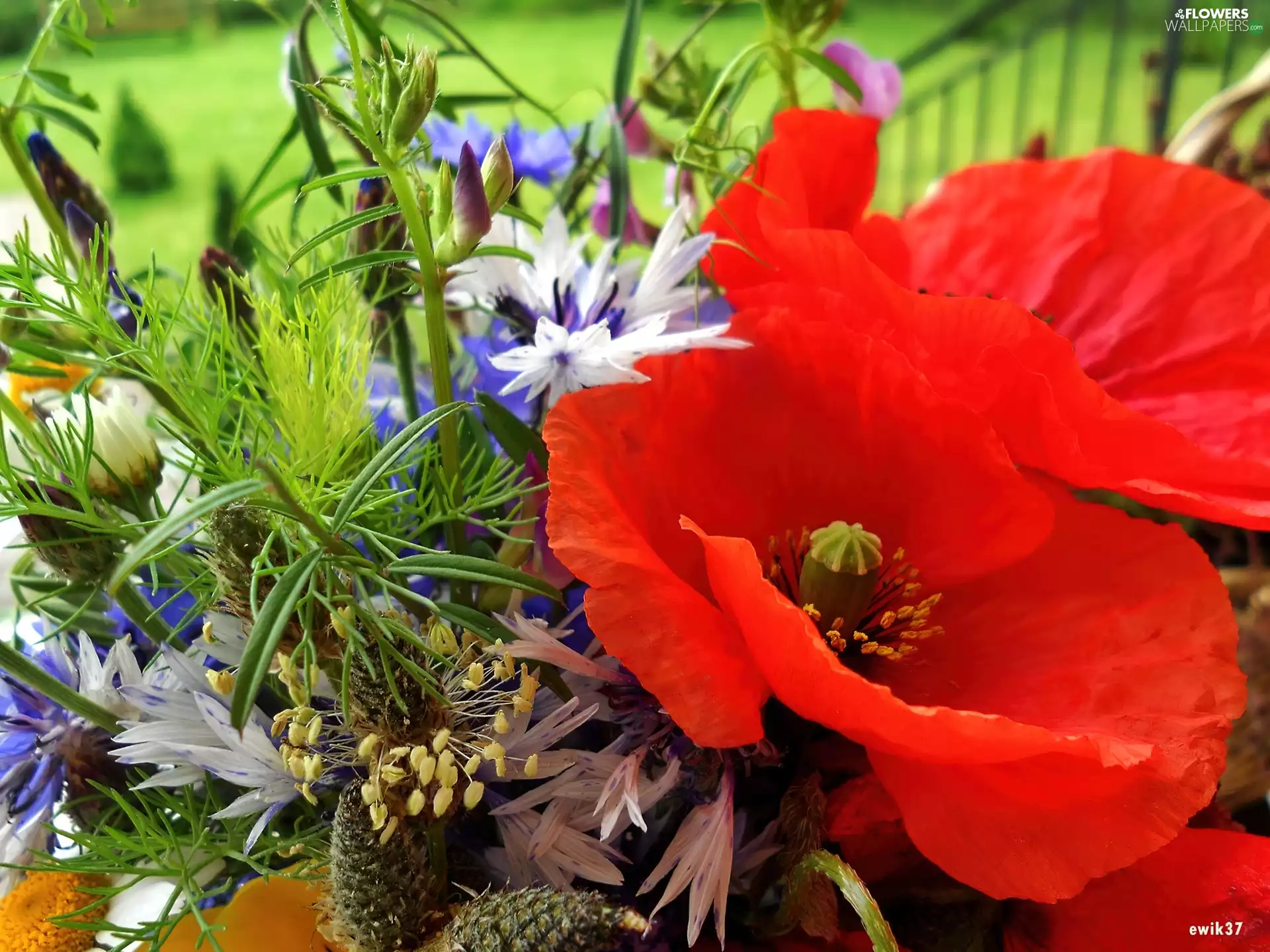 papavers, camomiles, Wildflowers, cornflowers, Flowers