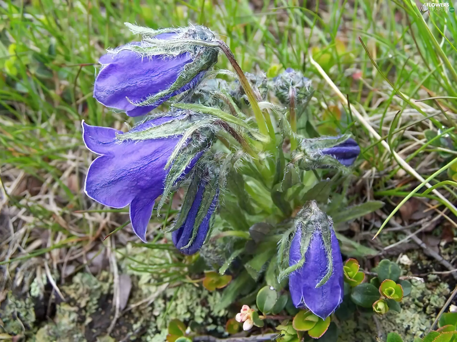 Campanula alpina, Meadow