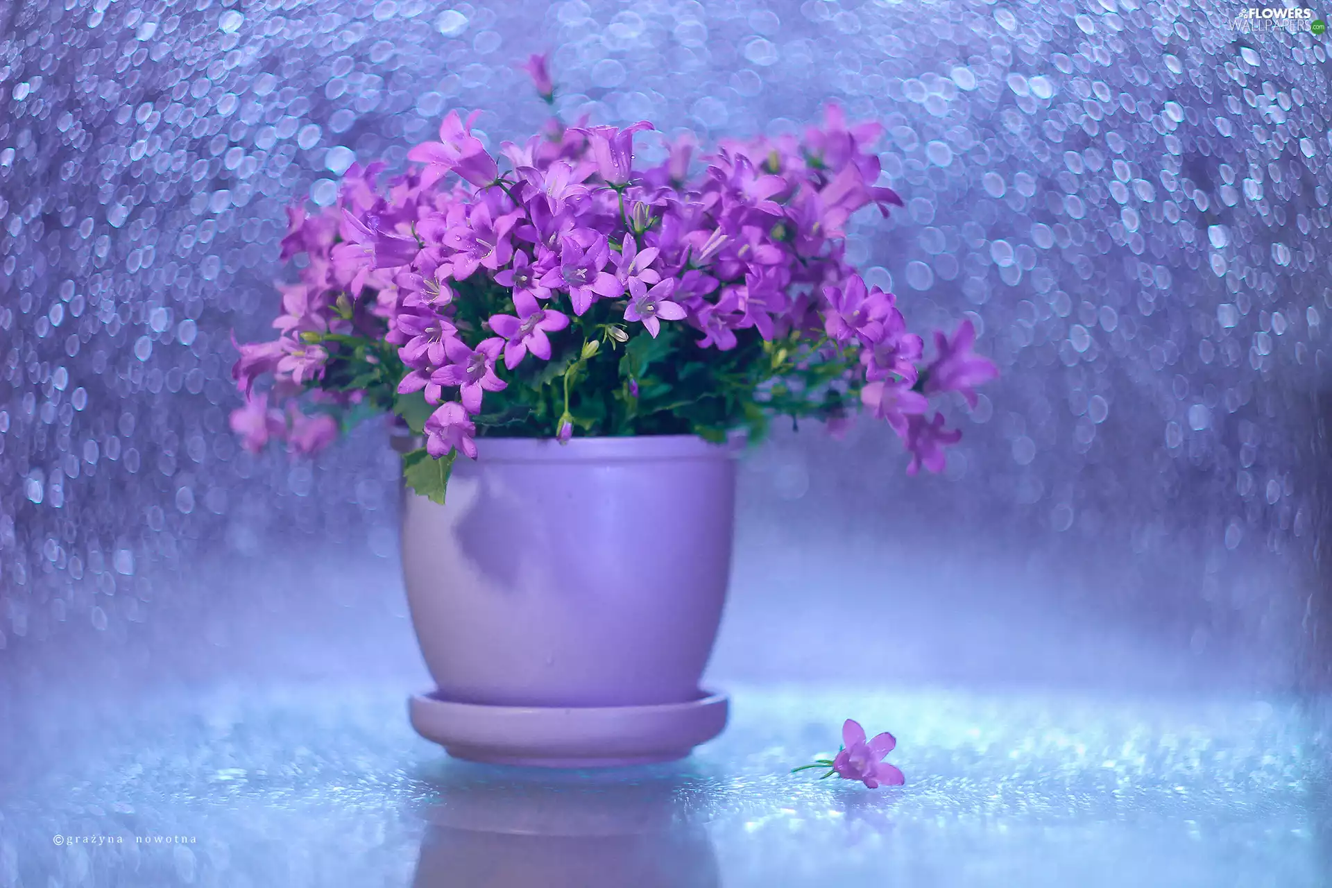 pot, Bokeh, Flowers, Campanula Portenschlagiana, purple