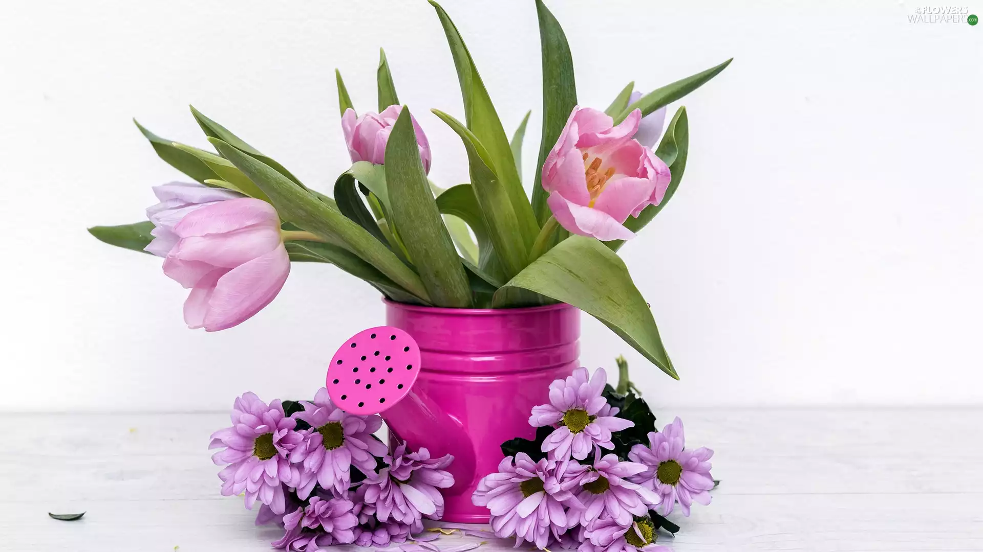 watering can, Tulips, Chrysanthemums, Flowers