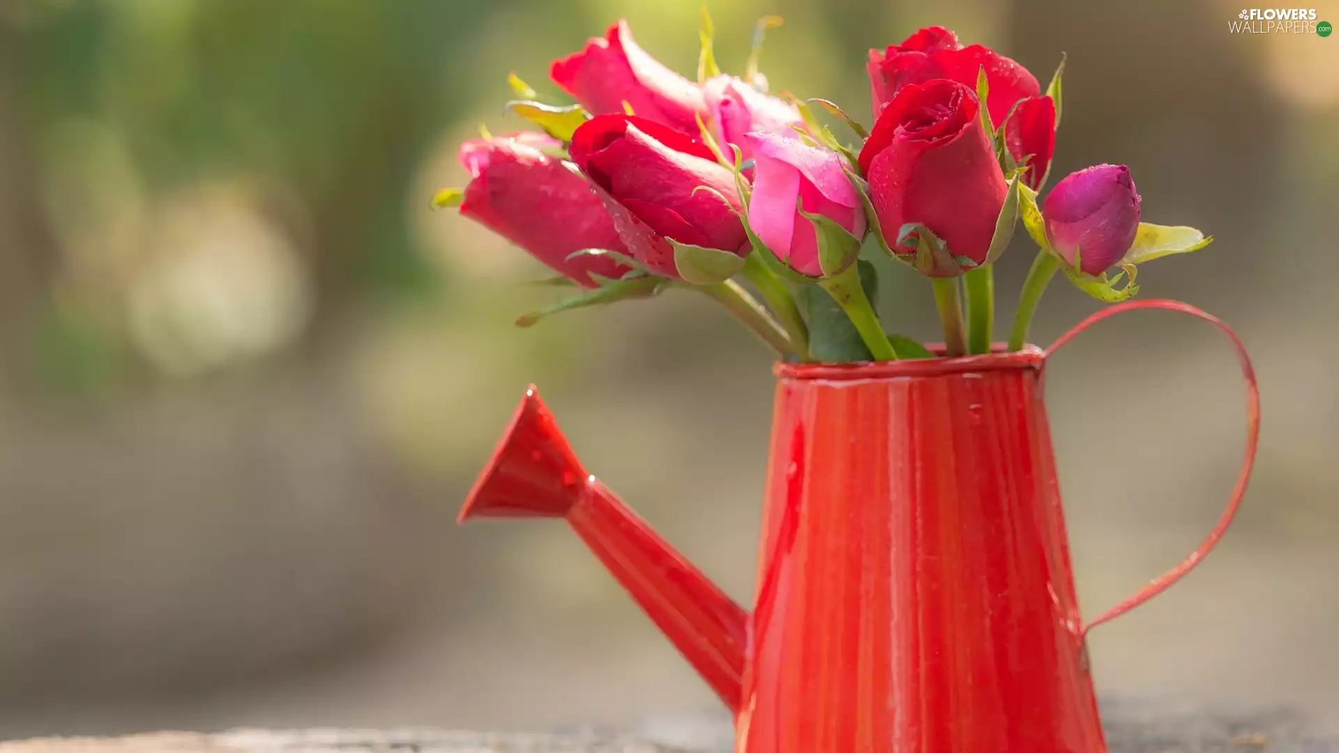 roses, Buds, watering can, Red, red hot