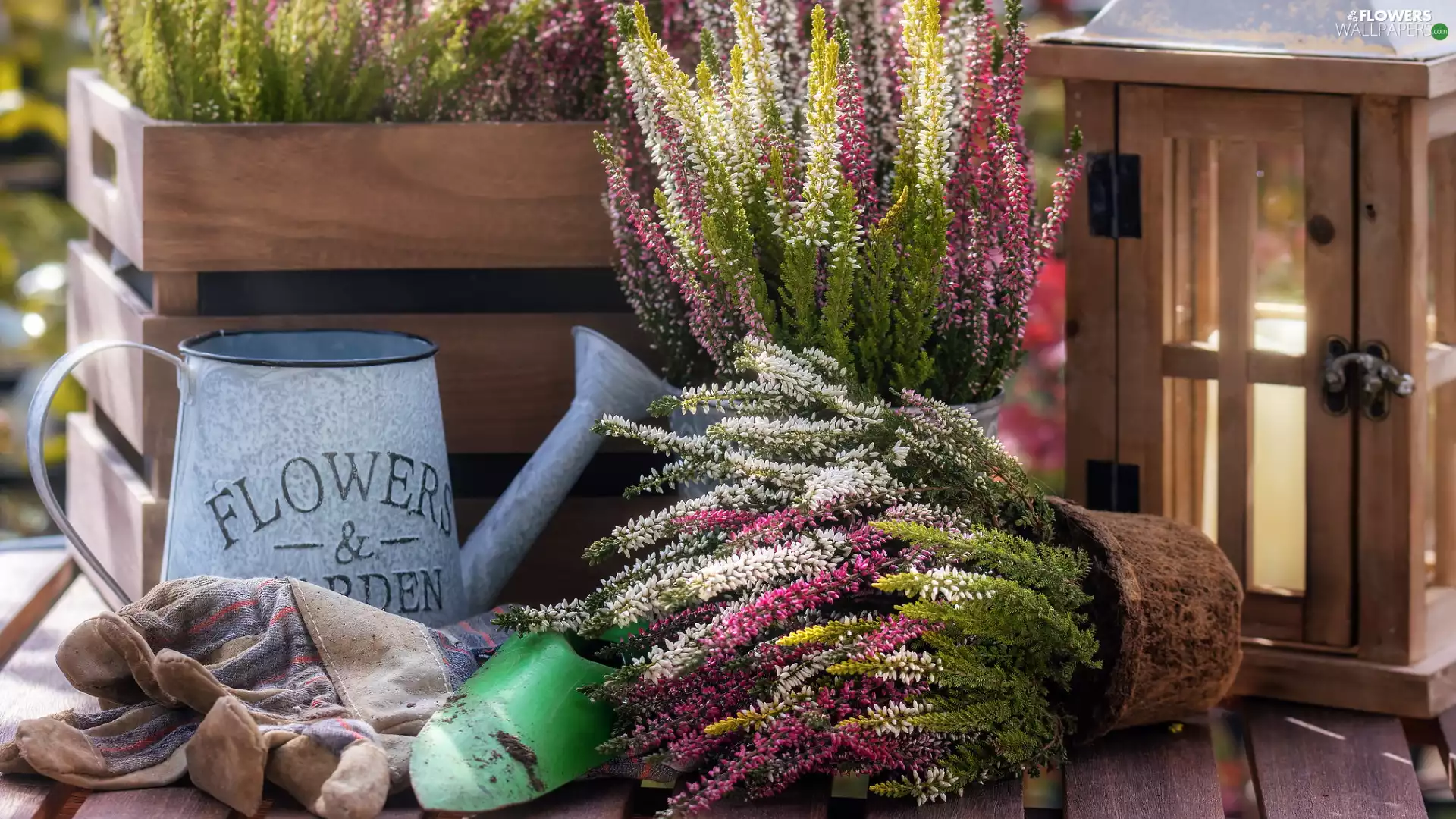 lantern, heather, watering can, composition, box, Pots