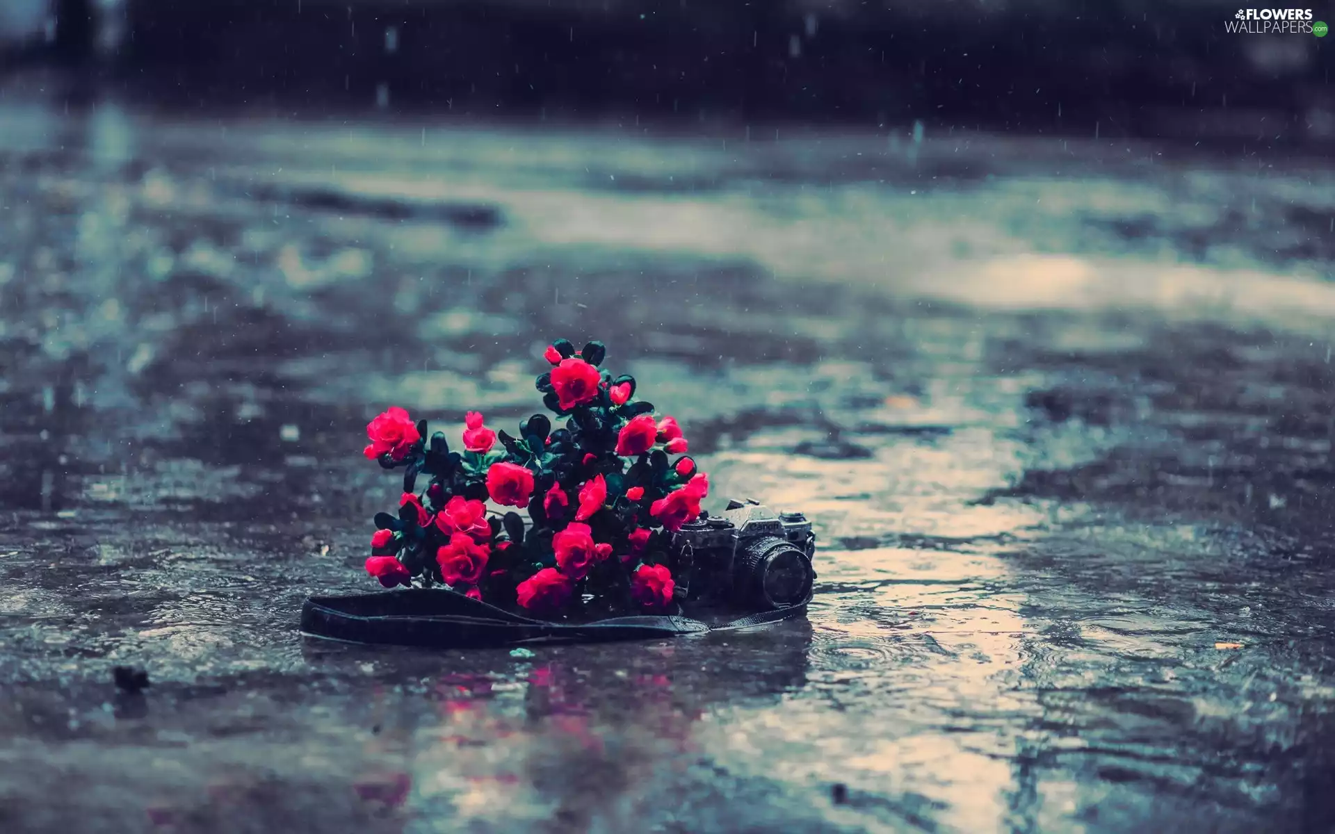 Camera, Red, Canon, Rain, photographic, roses