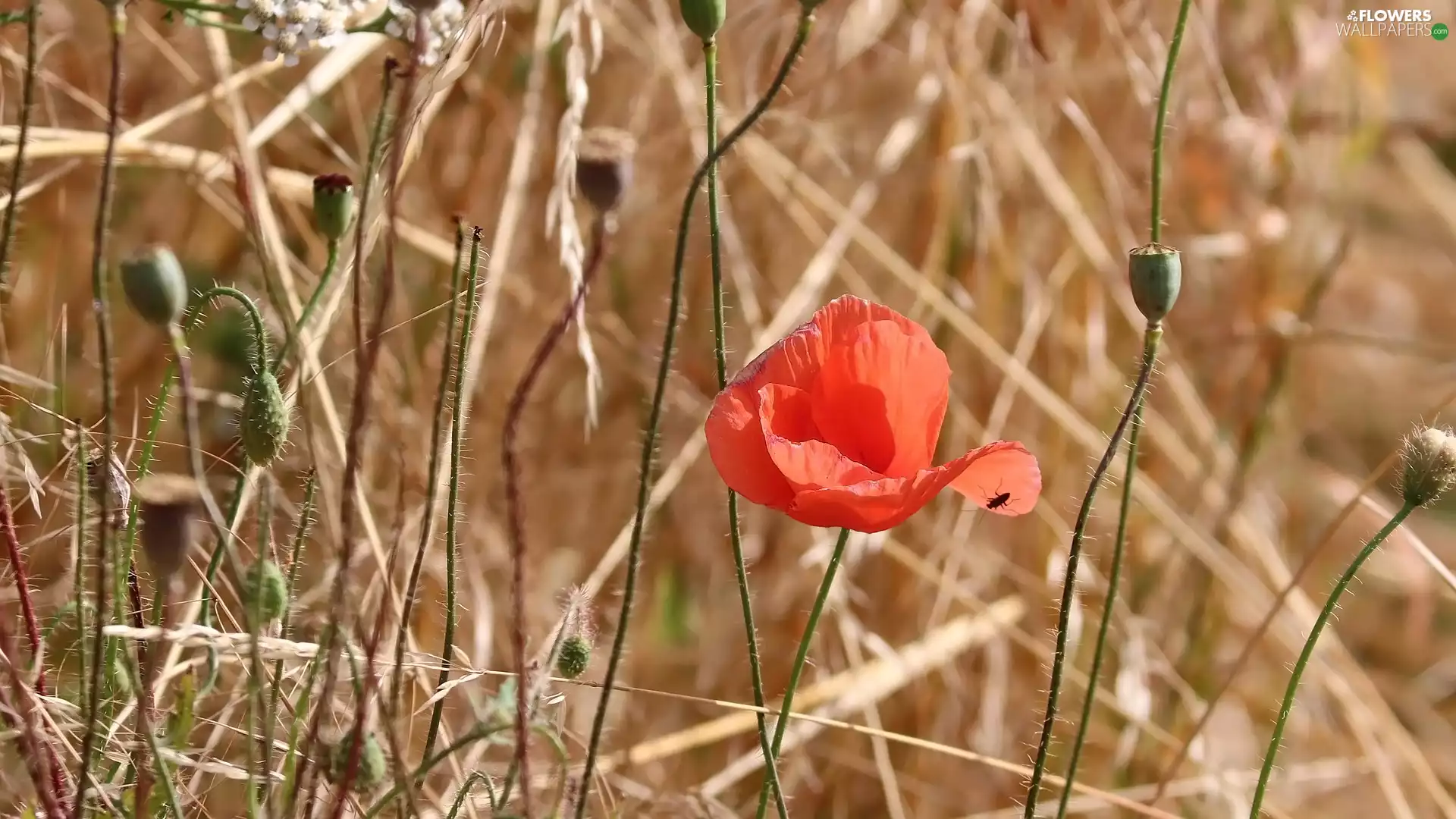 Buds, red weed, Capsules