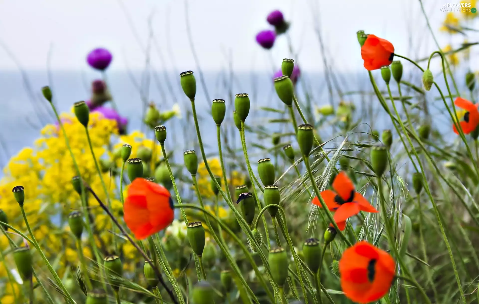 Flowers, red weed, Capsules