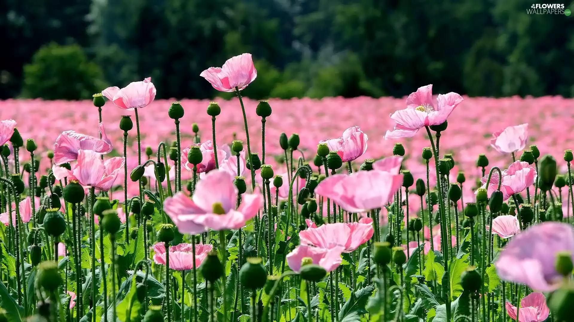 Buds, Capsules, papavers, Pink, Flowers