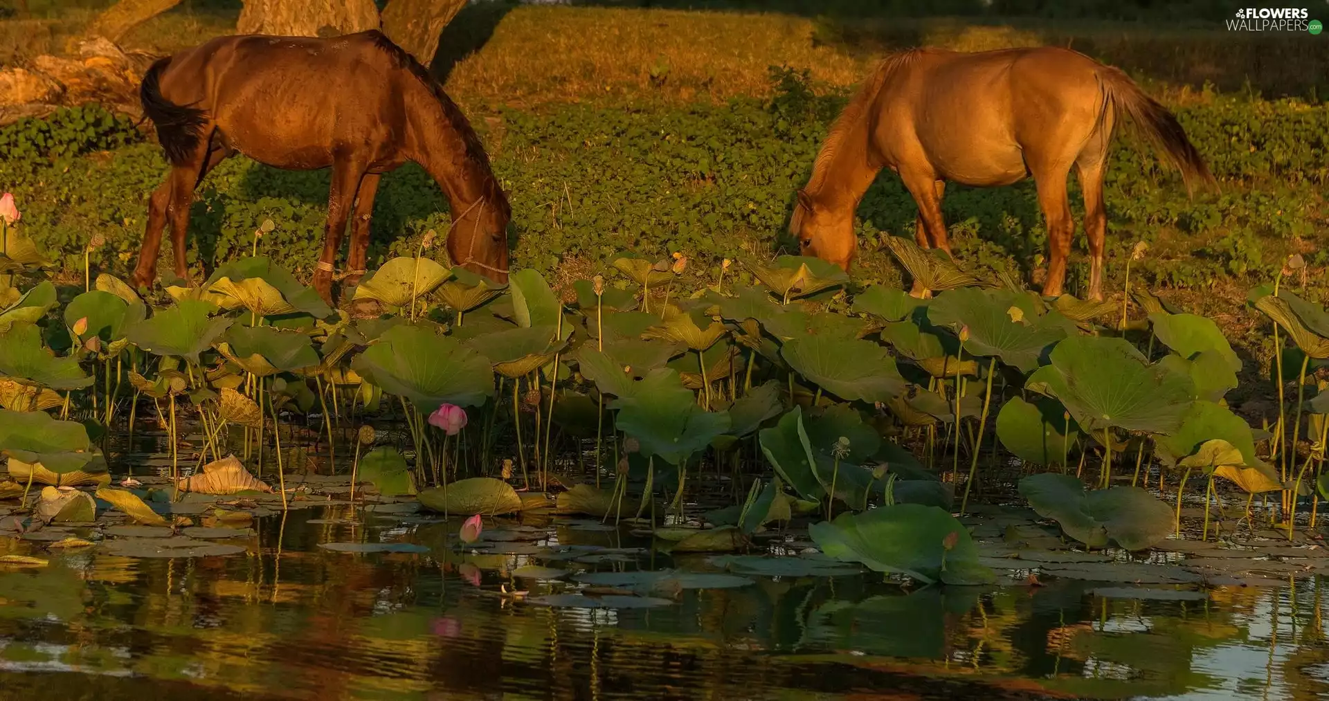 lotuses, leaves, Pond - car, Flowers, bloodstock