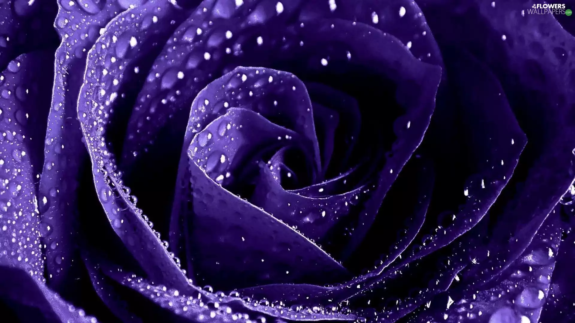 Granate car, drops, water, rose