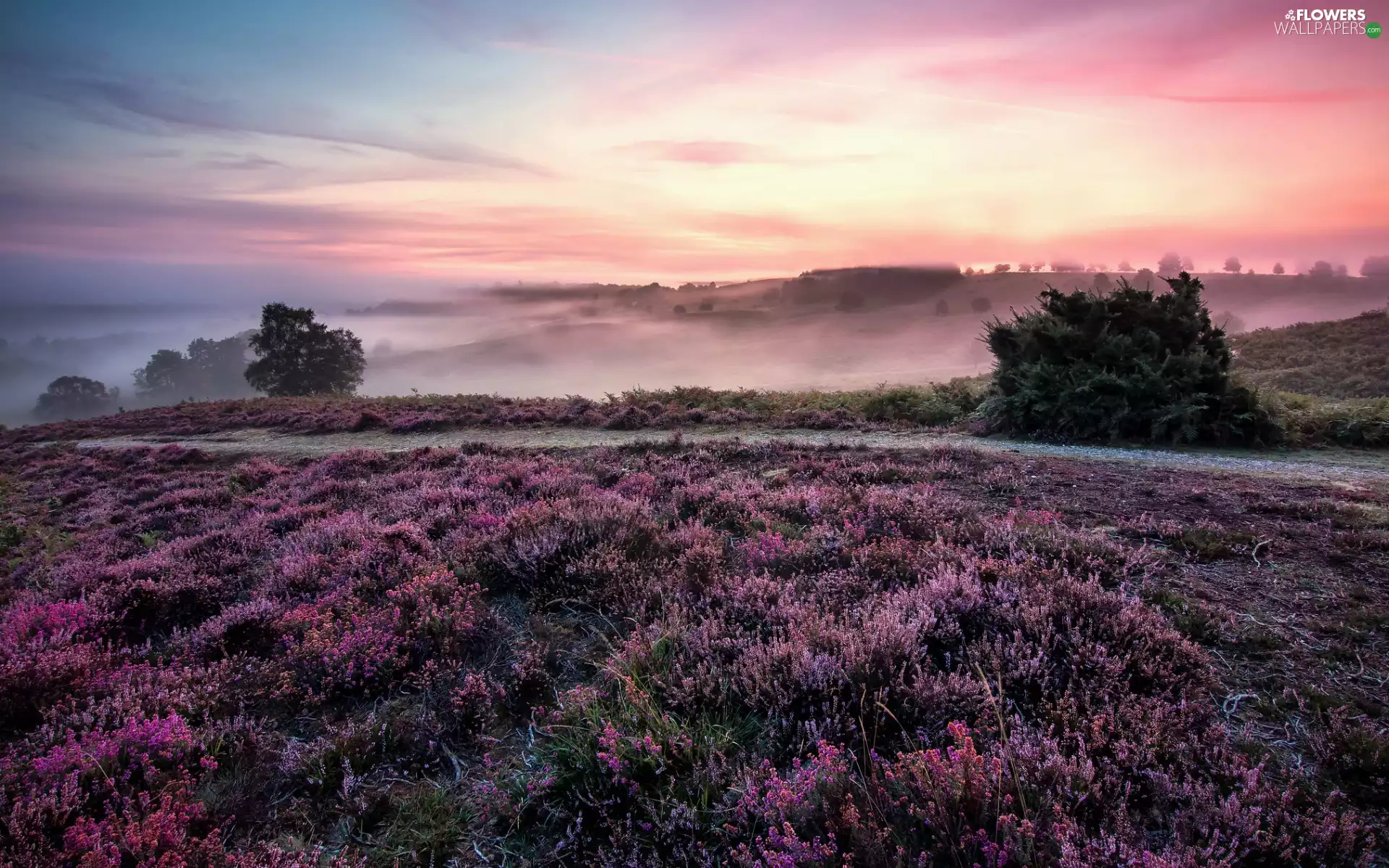 Path, trees, heath, viewes, Fog, heathers, car in the meadow, morning