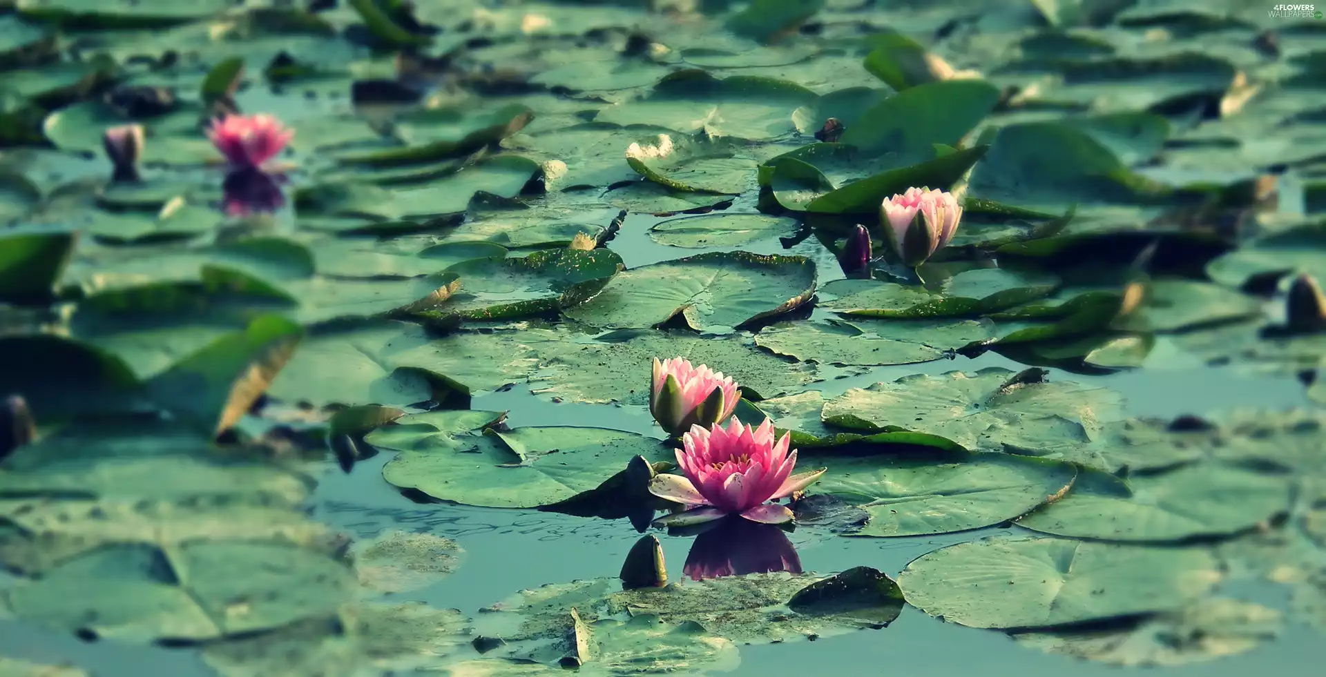 Pond - car, nature, Water lilies
