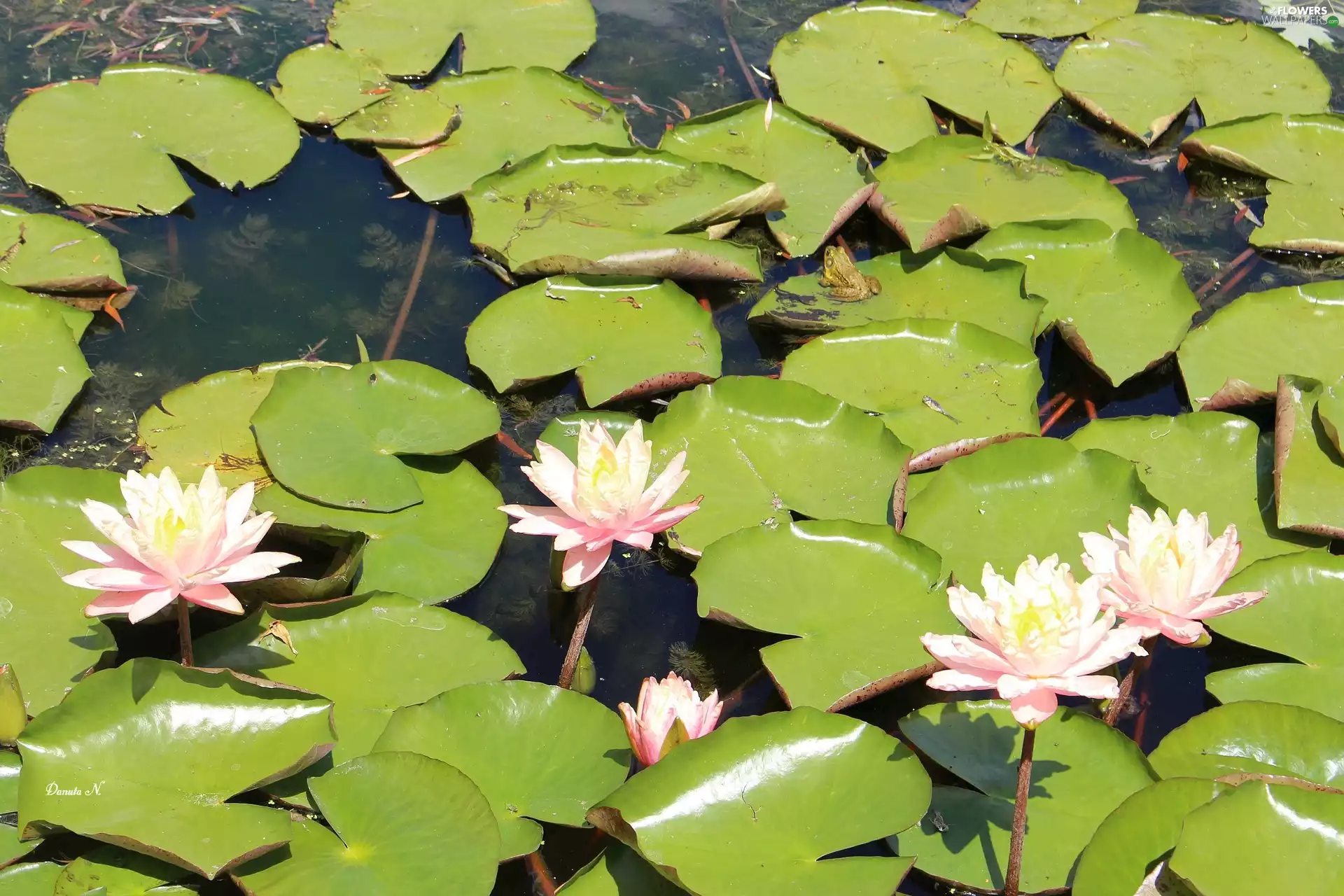 Leaf, lotuses, Pond - car, frog, lotus, Pink