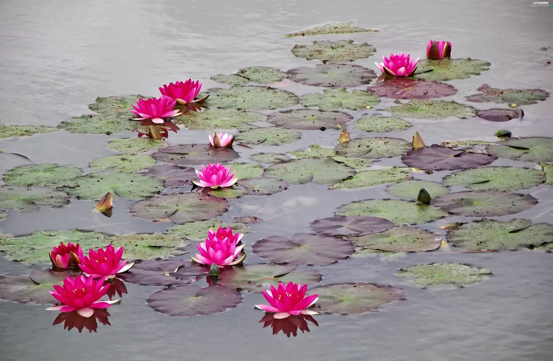 Water lilies, Pond - car
