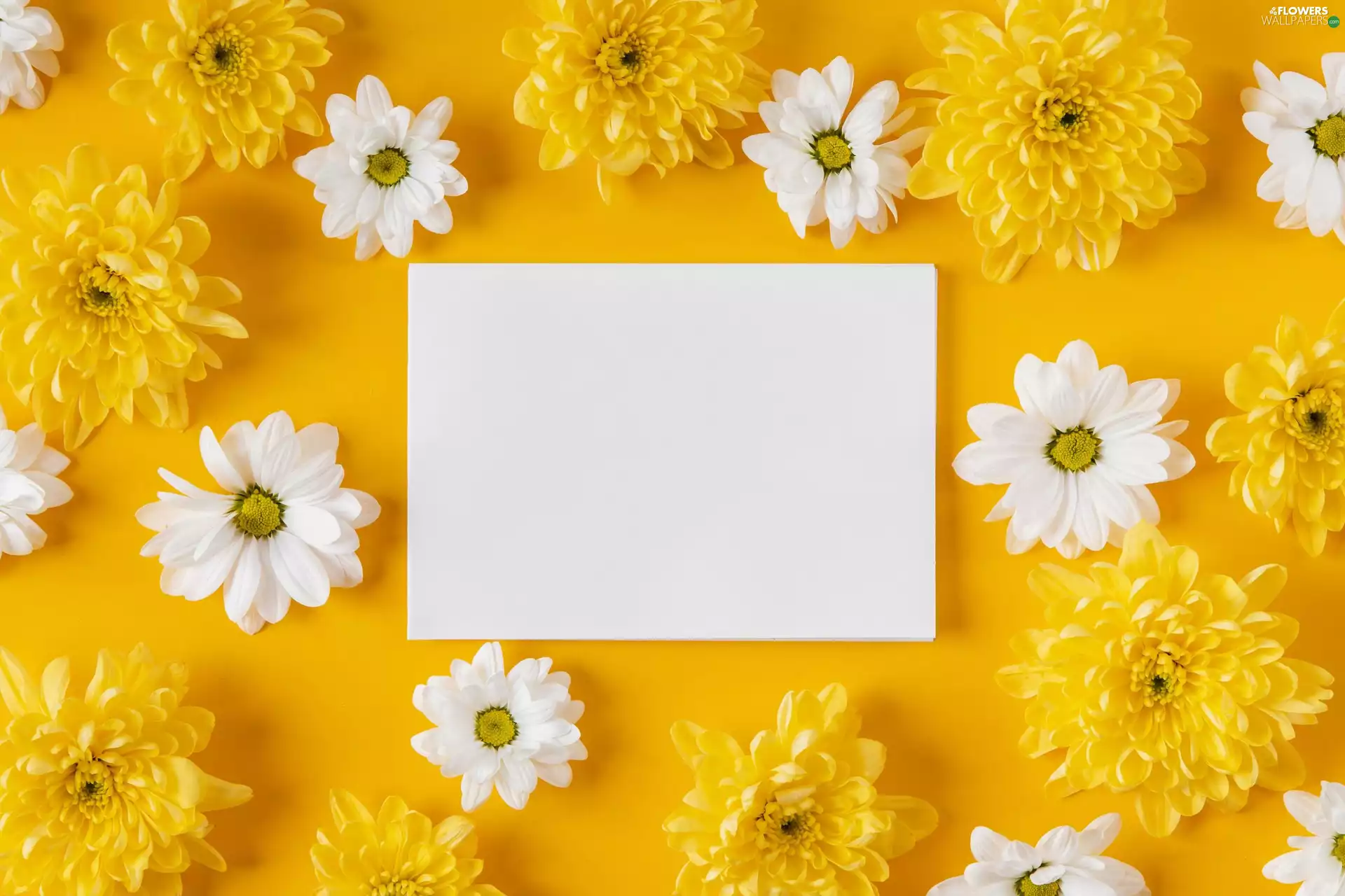 Flowers, Chrysanthemums, background, White, Yellow, Yellow, White, card