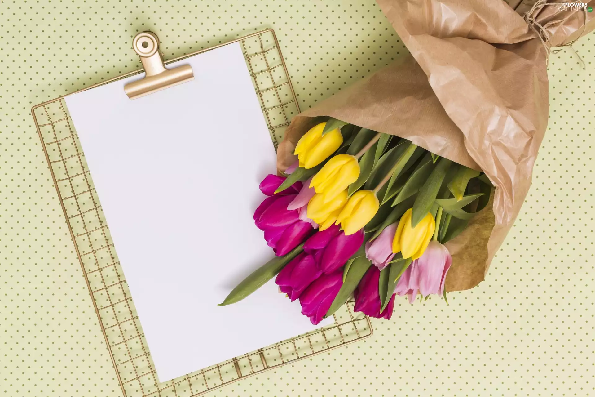 paper, card, color, Tulips, Flowers