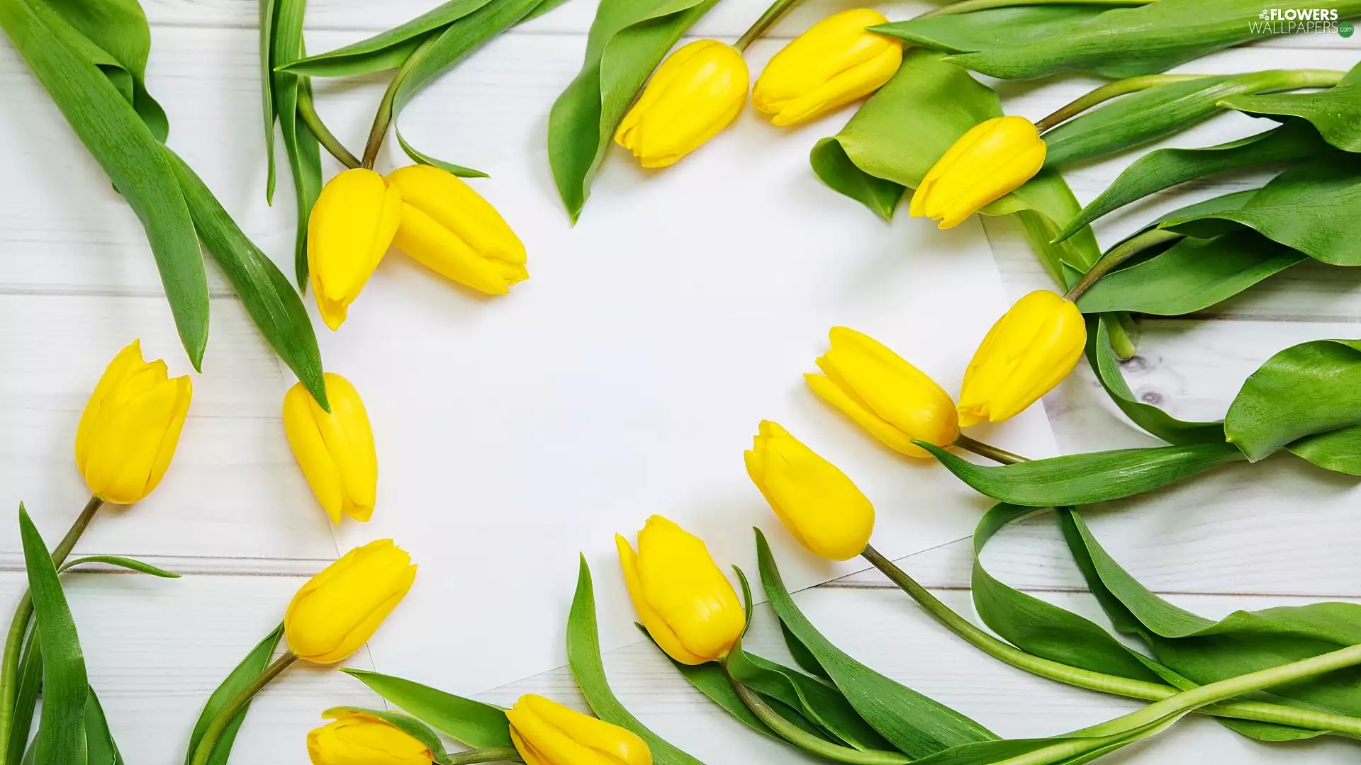Tulips, Colourfull Flowers, card, boarding, White, Yellow