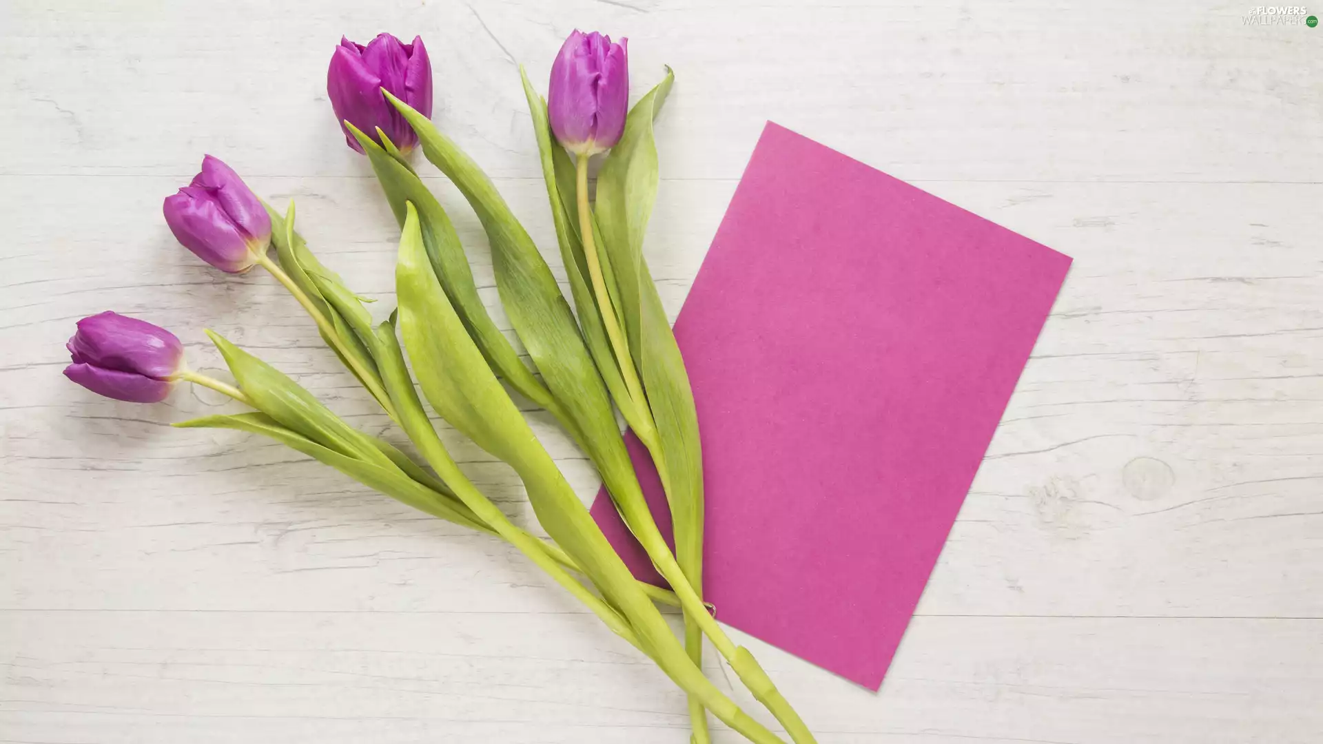 card, Tulips, Pink