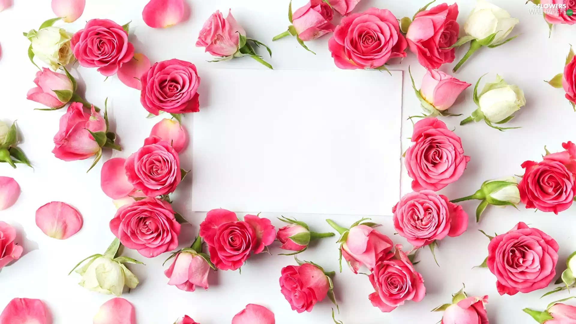 flakes, card, Red, roses, Flowers
