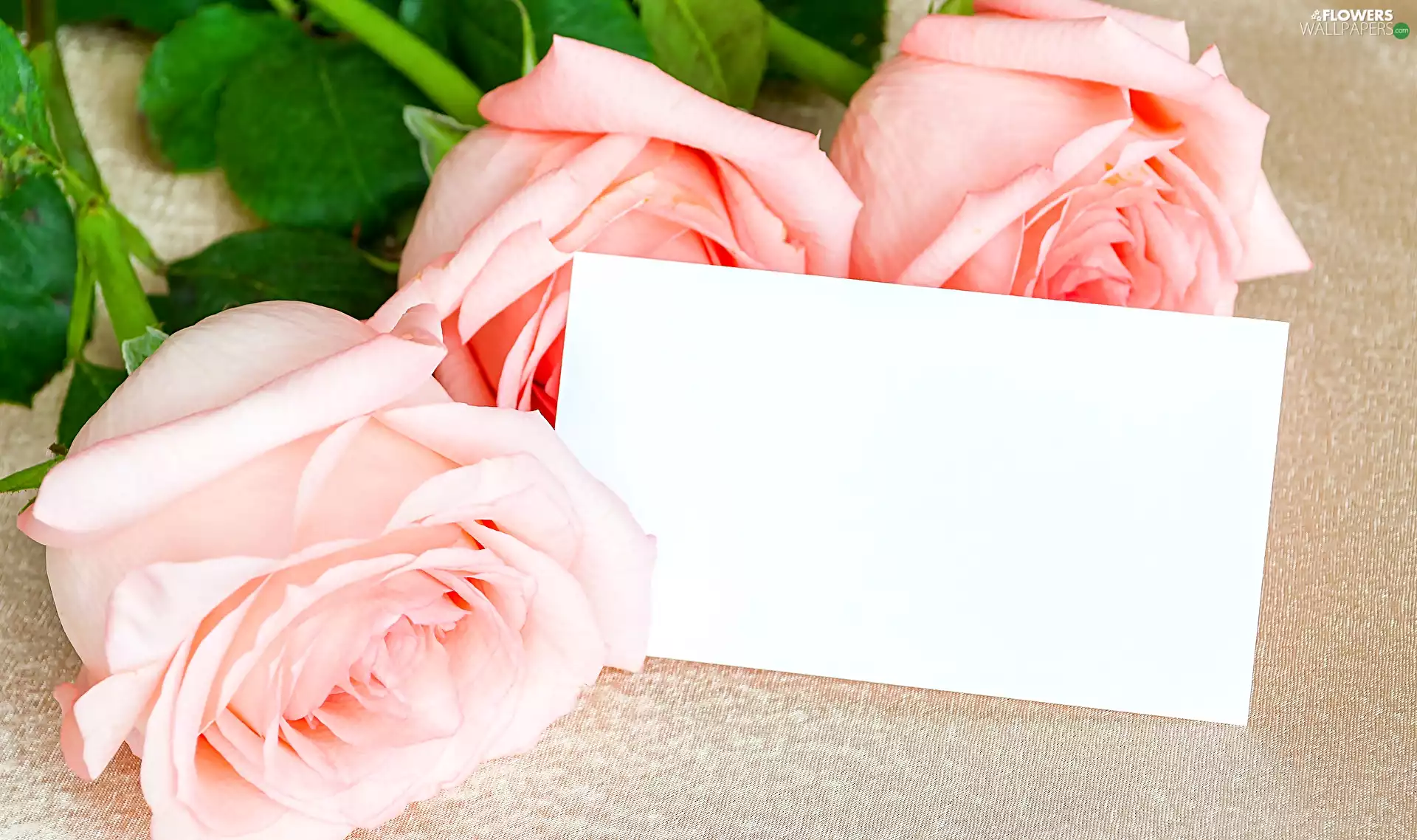 White, card, roses, Pink, Three