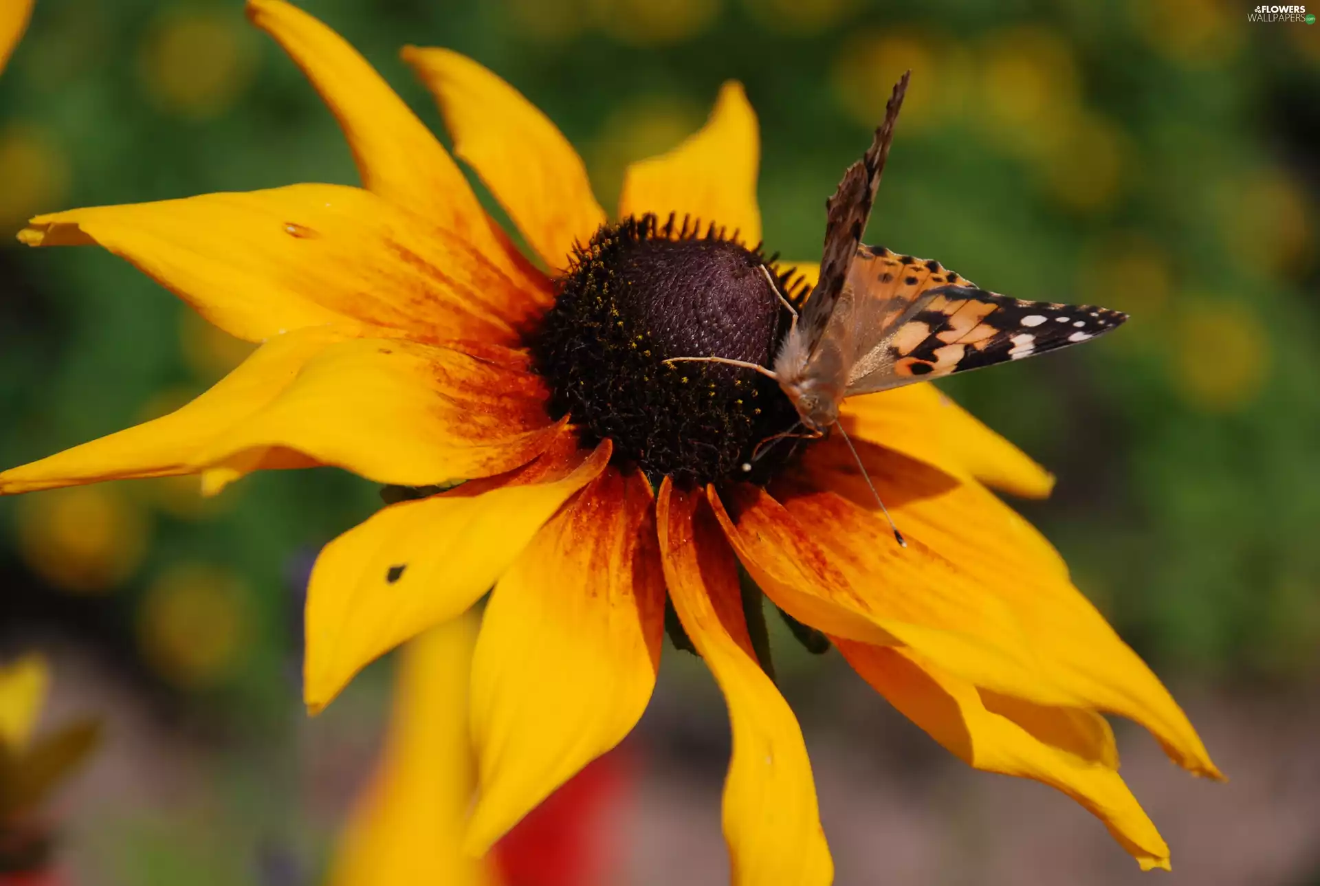 undine, Cardui, titmouse, butterfly, Rudbeckia