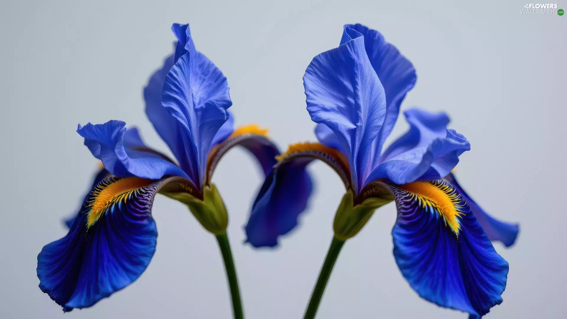 Two cars, Blue, Irises, bloom