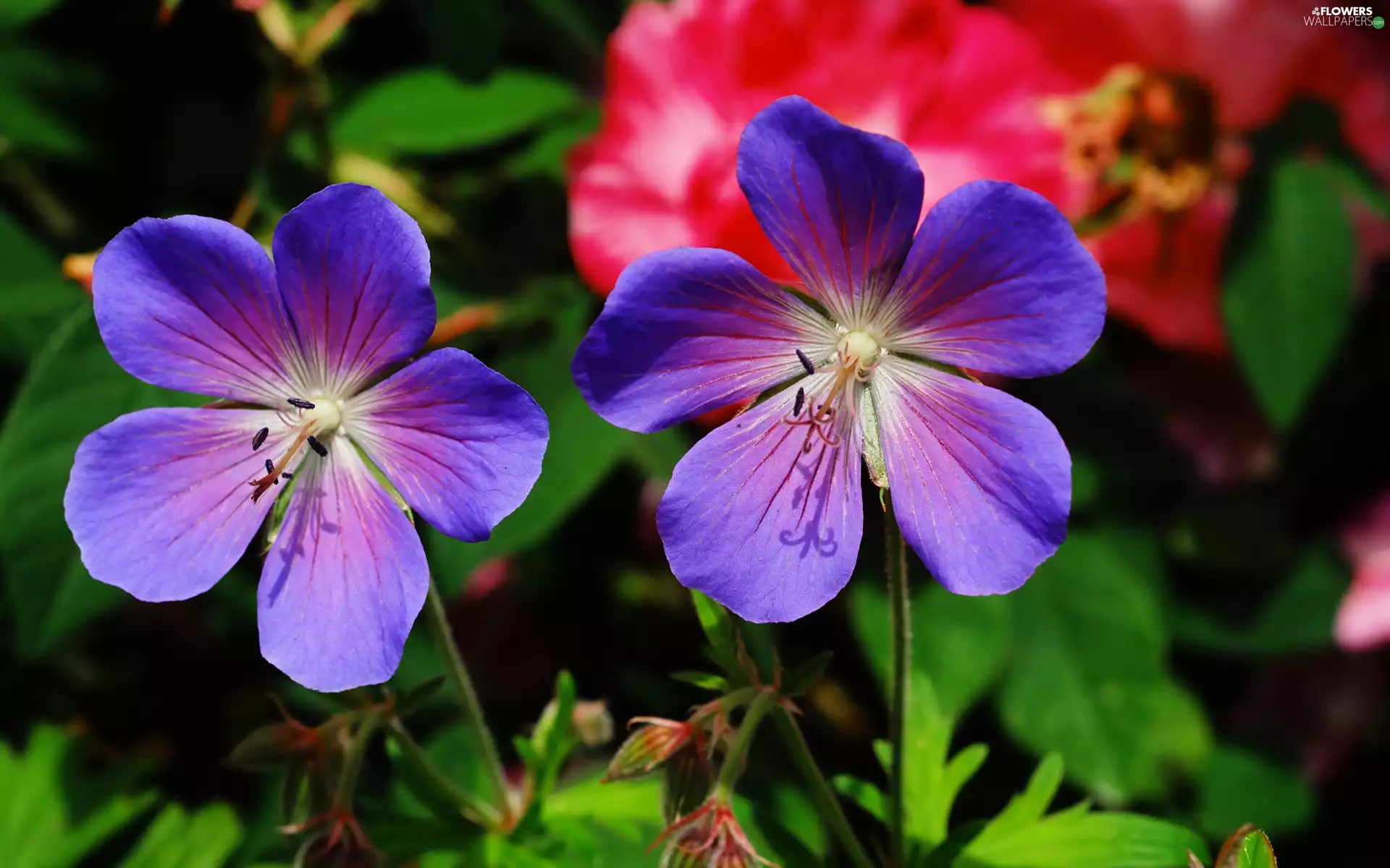 Two cars, Blue, Geraniums, Flowers