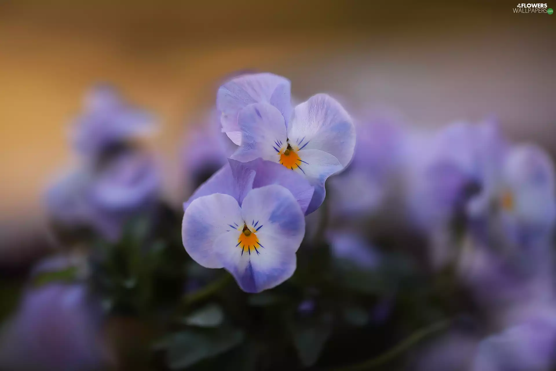 Two cars, Blue, Flowers, pansies