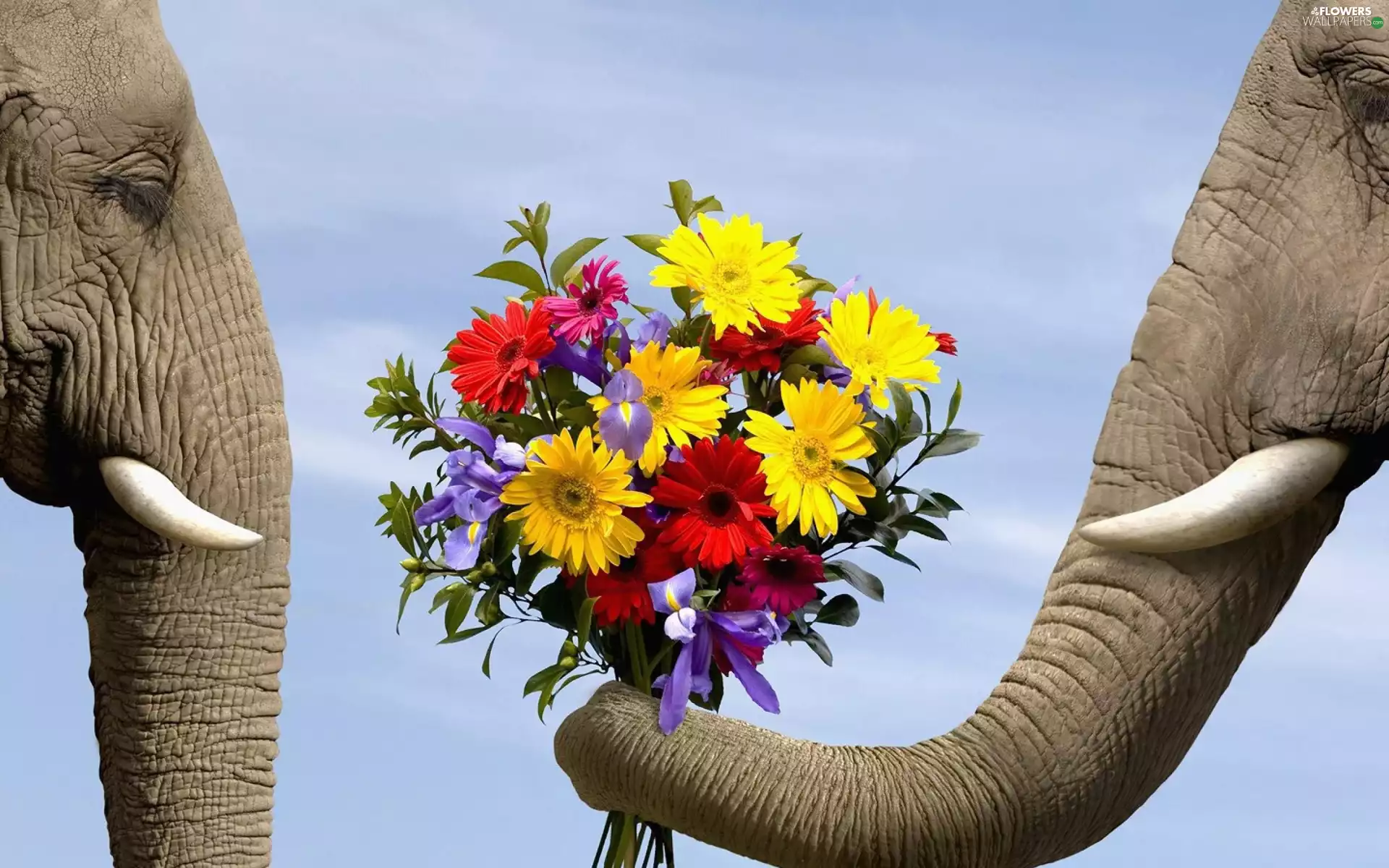 Two cars, bouquet, flowers, Elephants
