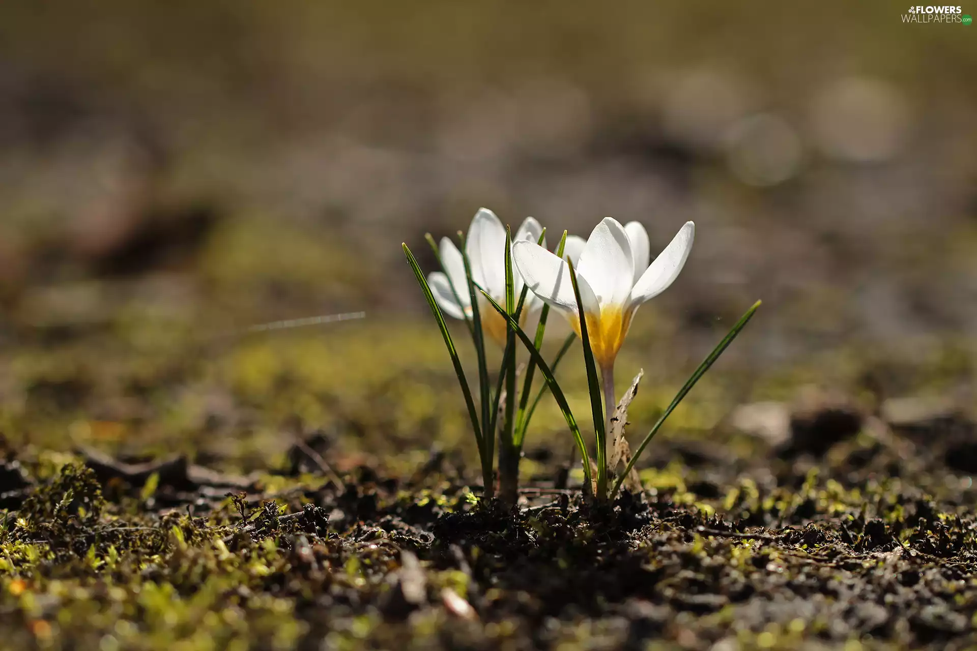 crocuses, White, Two cars
