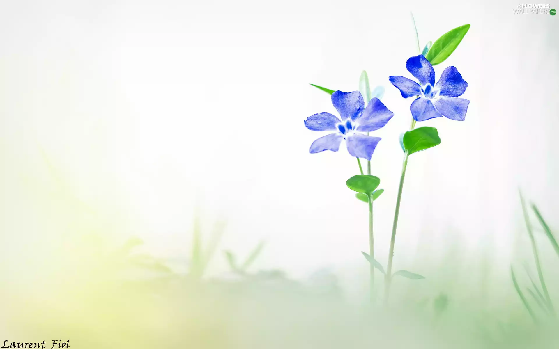 Two cars, Flowers, Vinca, Blue