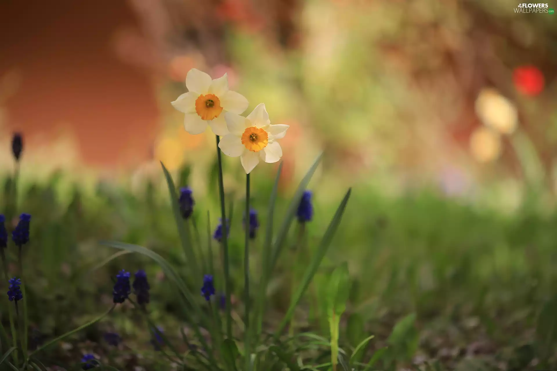 Two cars, Flowers, Yellow, Jonquil