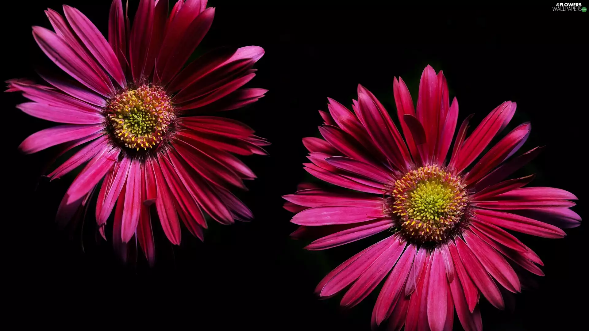 Two cars, Flowers, gerberas, Pink