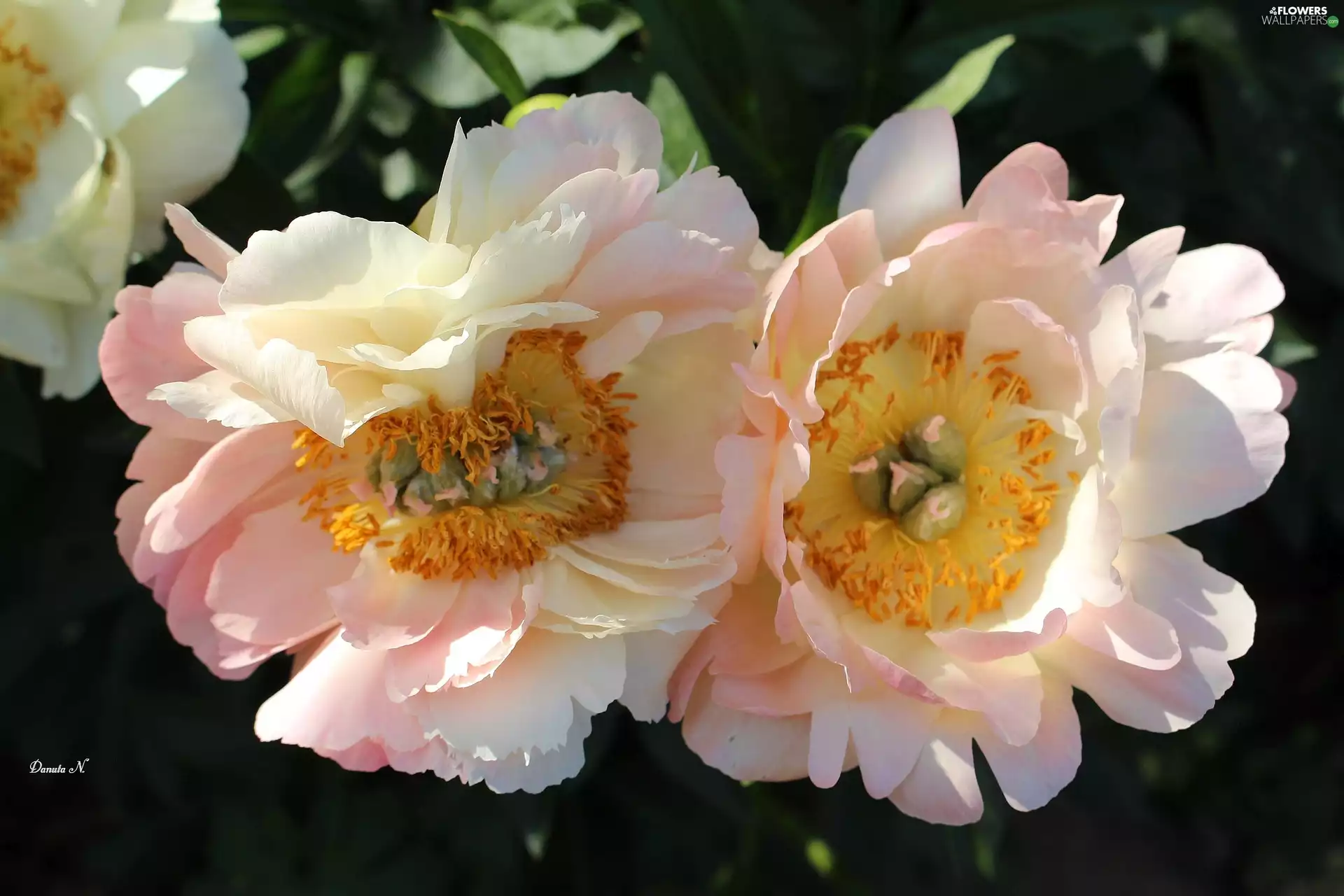 Two cars, Flowers, Leaf, Pink