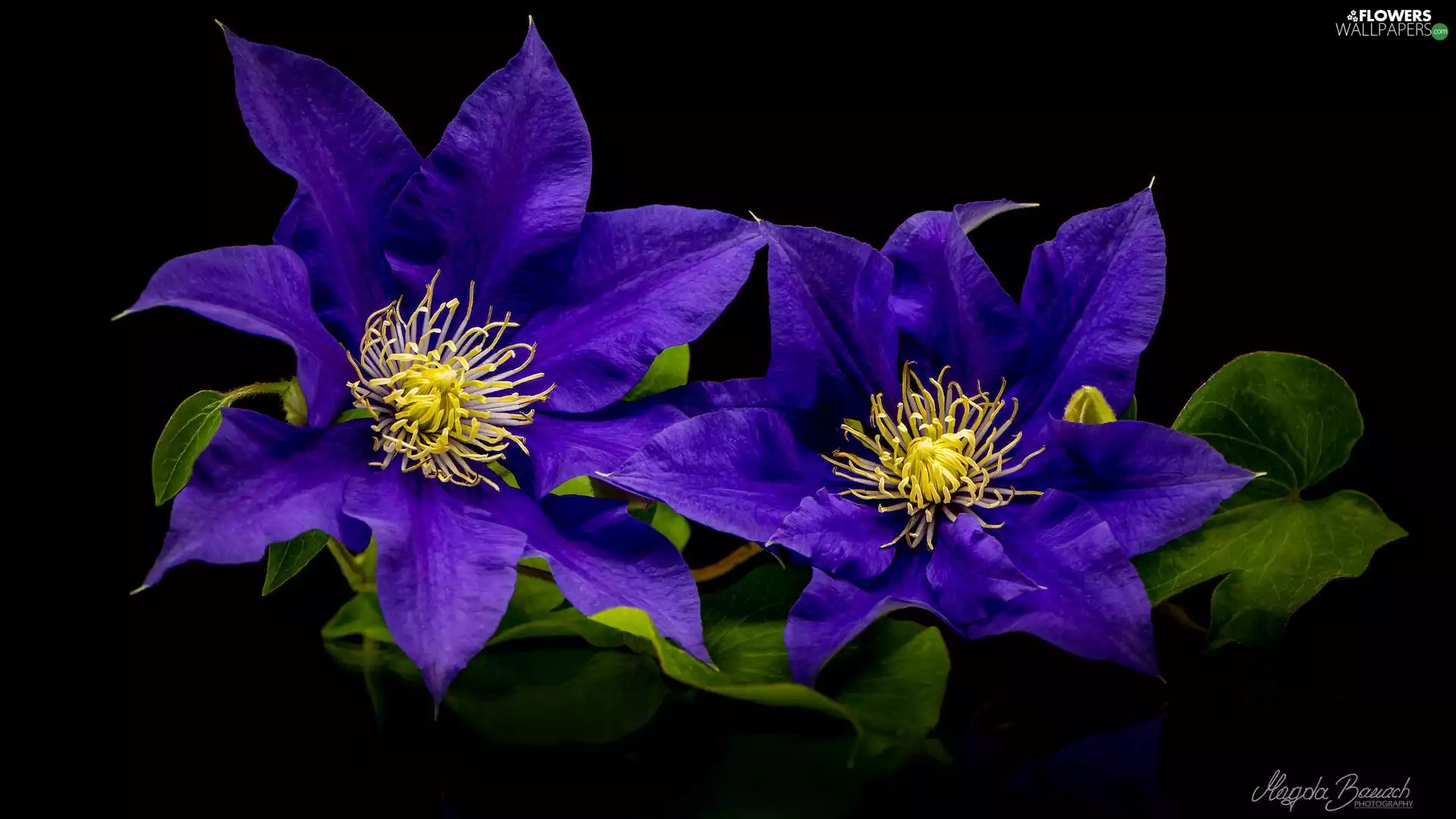 Black, background, Two cars, Clematis, Flowers