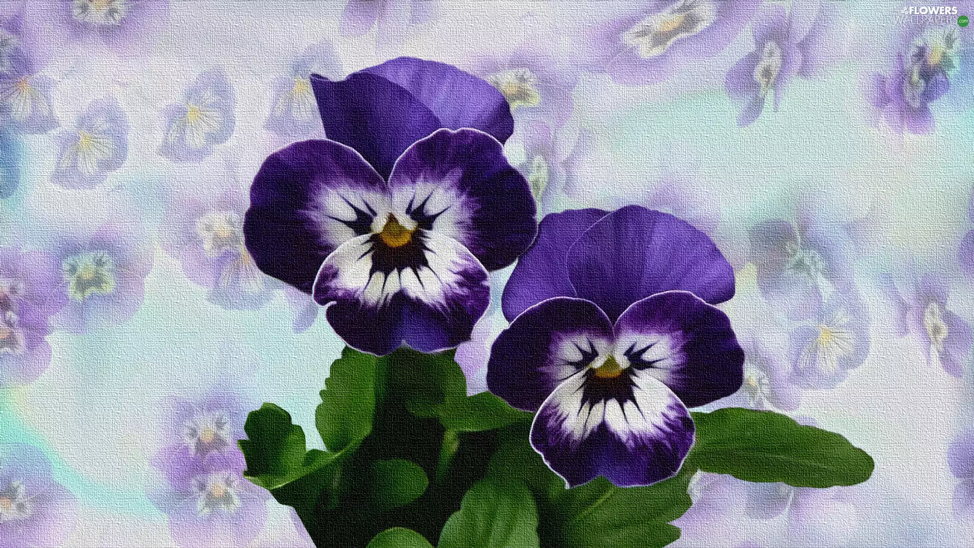 pansies, graphics, Two cars, purple, Flowers
