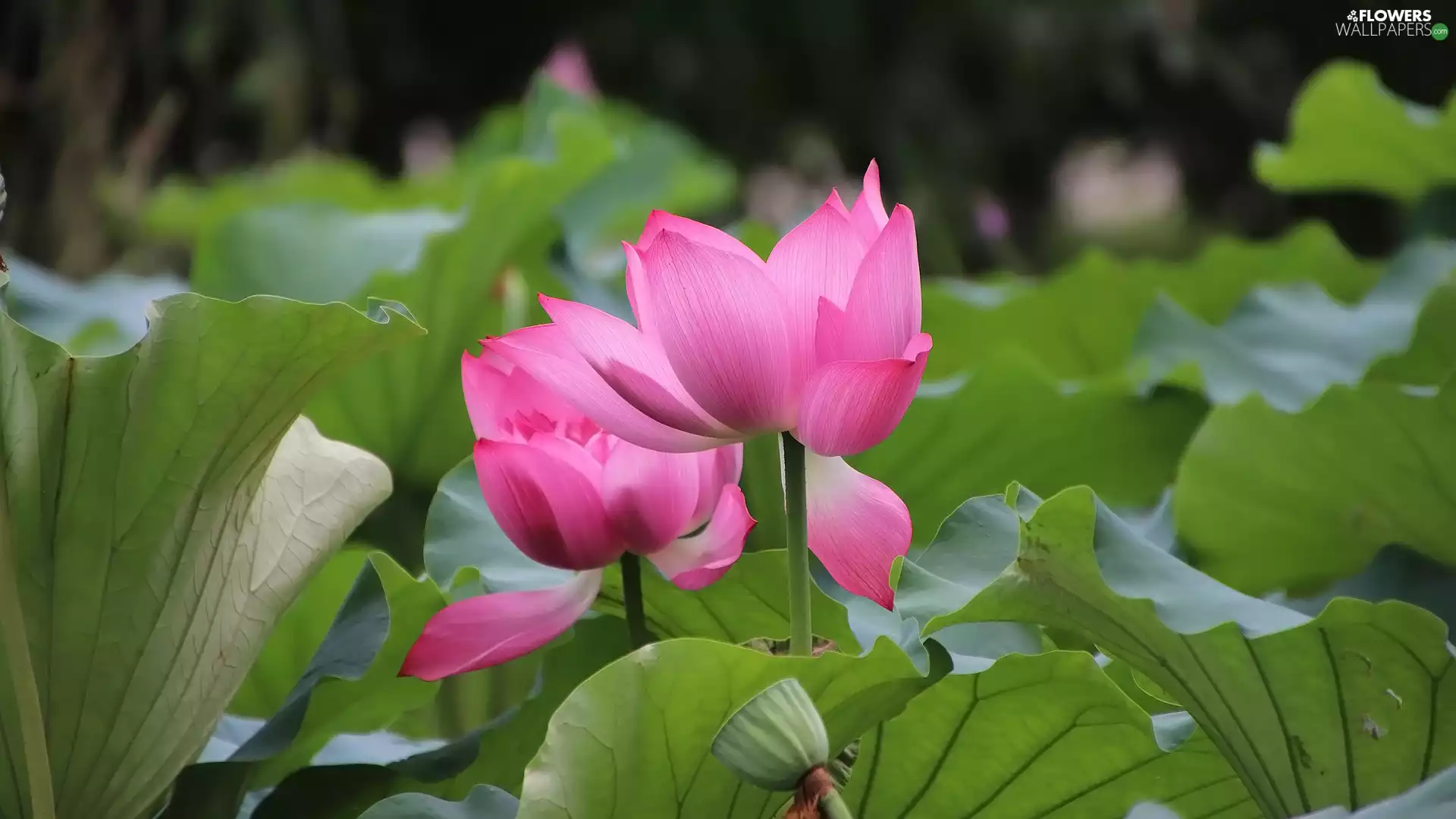 Two cars, lotuses, Leaf, Flowers