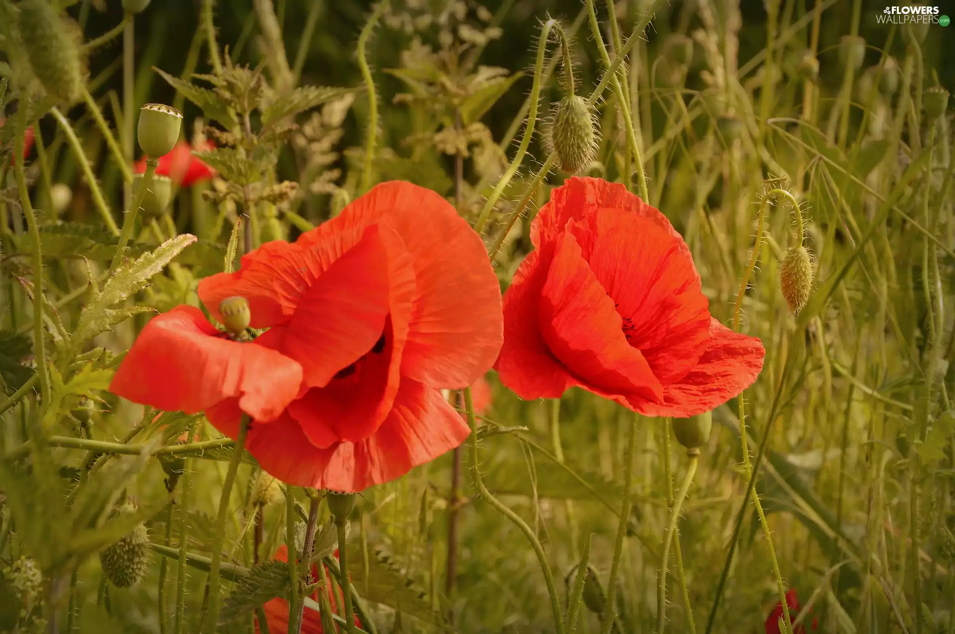 Two cars, papavers, grass, Red