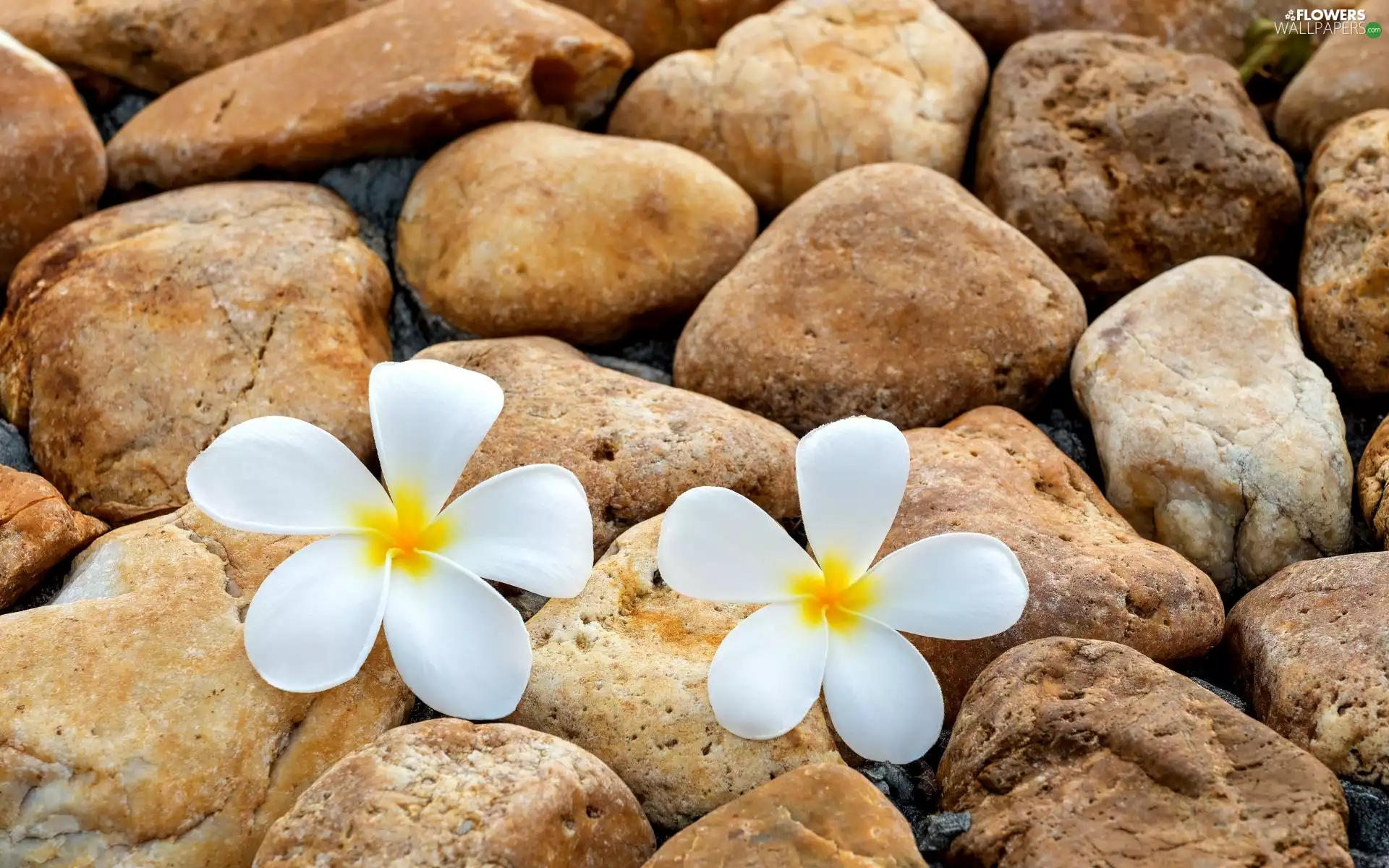 Two cars, Plumeria, Stones, Flowers