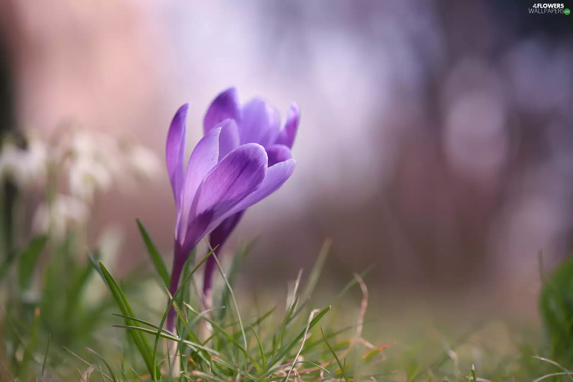 Spring, Flowers, Two cars, crocuses, purple