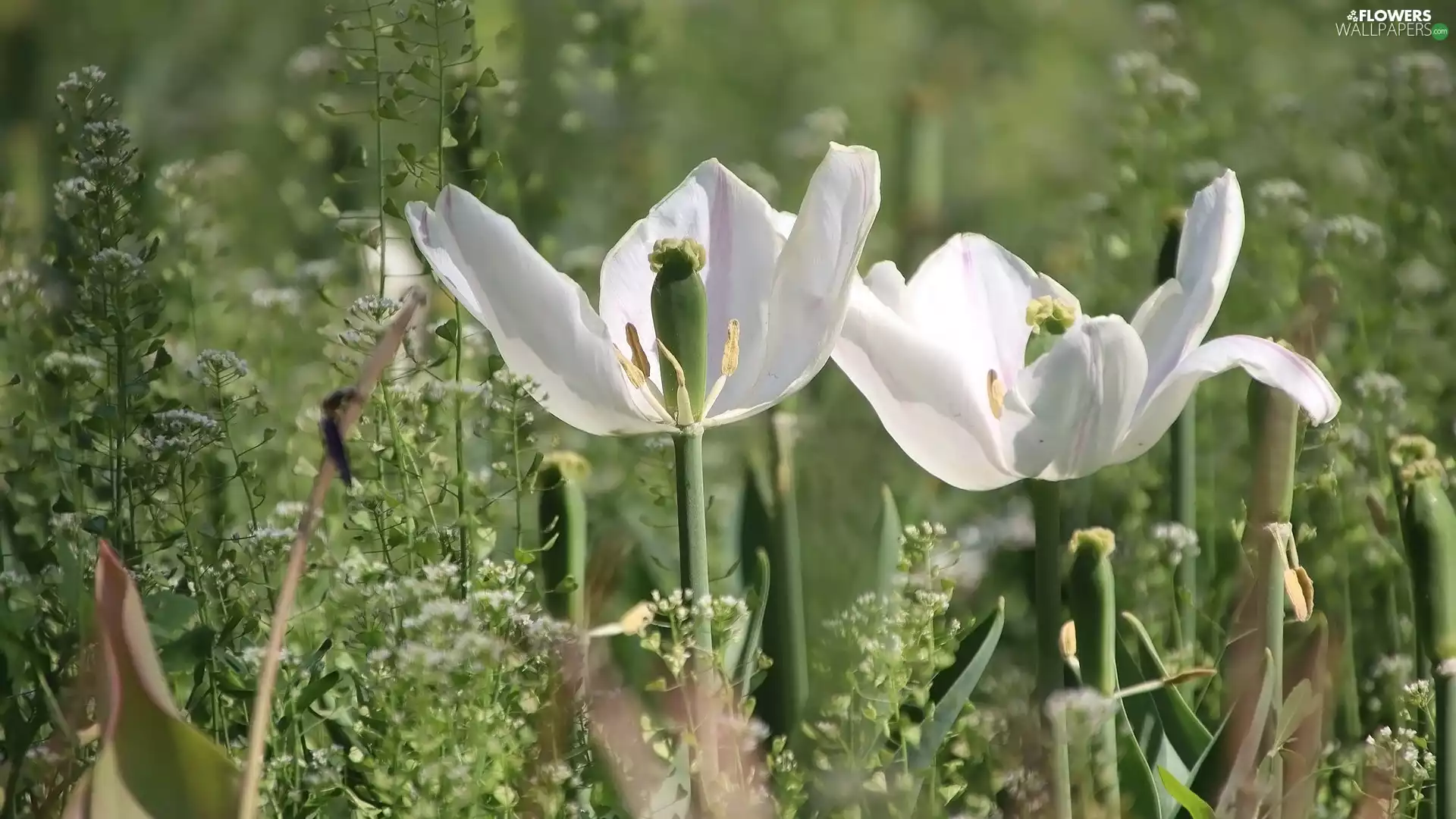 Two cars, Tulips, White, Flowers