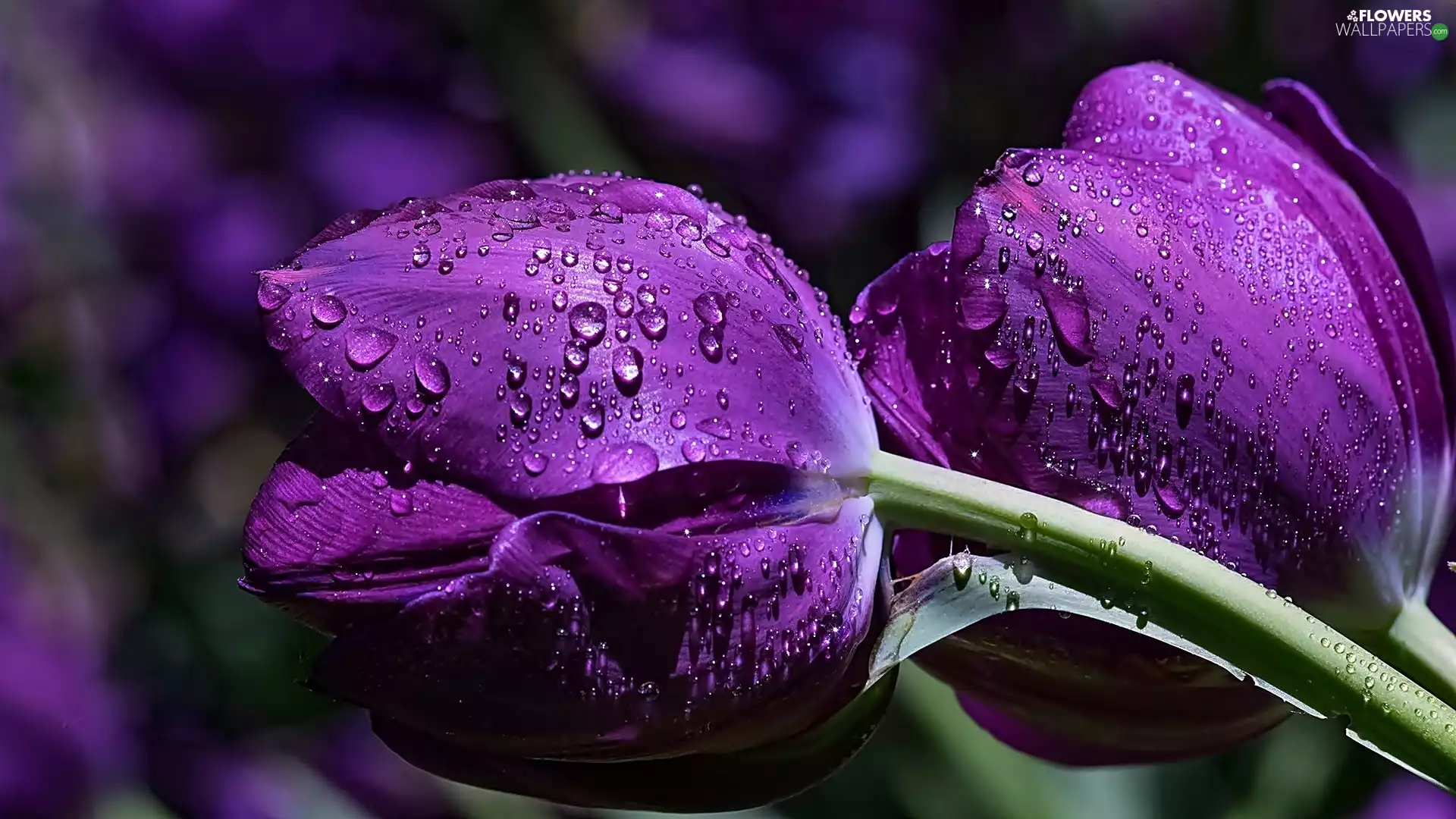 Two cars, Tulips, drops, purple