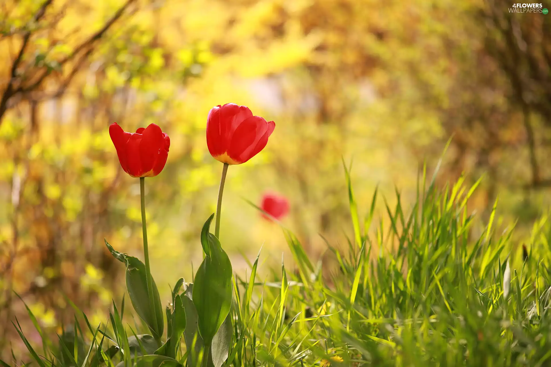 Two cars, Tulips, Flowers, Red