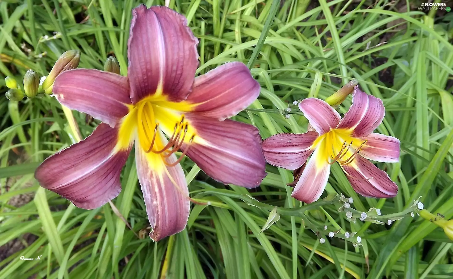 grass, summer, Two cars, Two tone, lily
