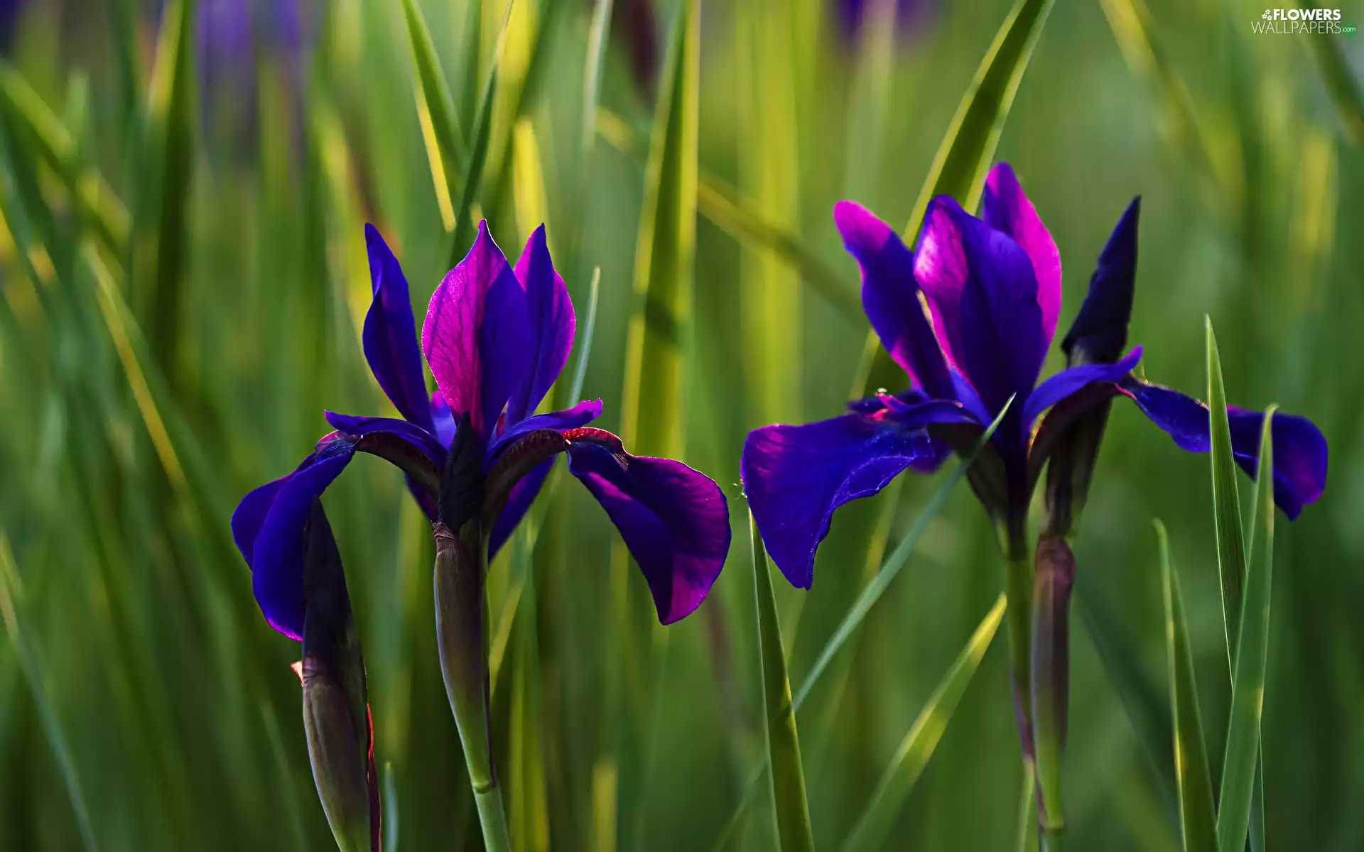Flowers, Irises, Two cars, Blue-violet