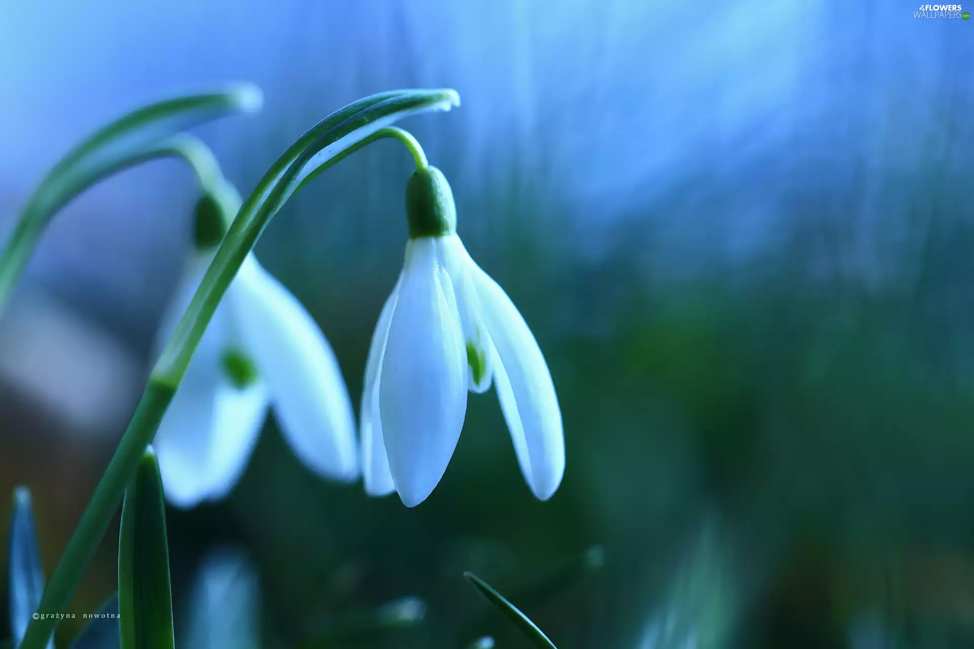 Two cars, White, Flowers, snowdrops