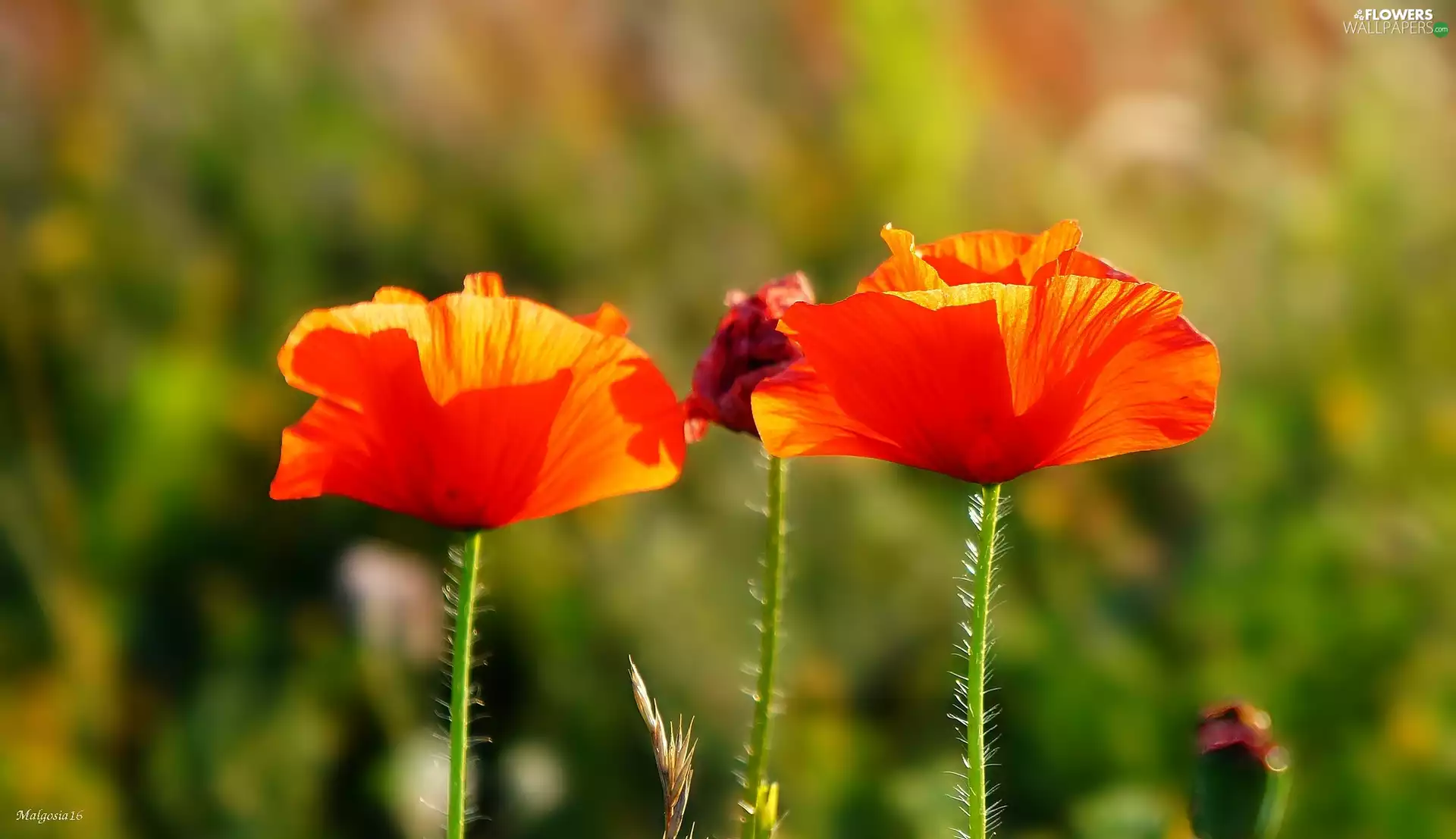 Two cars, Wildflowers, papavers, Red