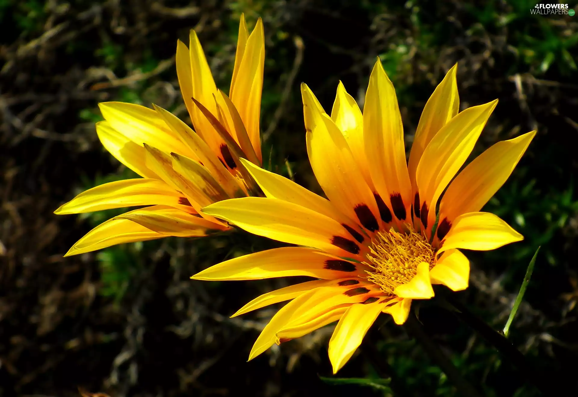 Two cars, Yellow, ##, Flowers