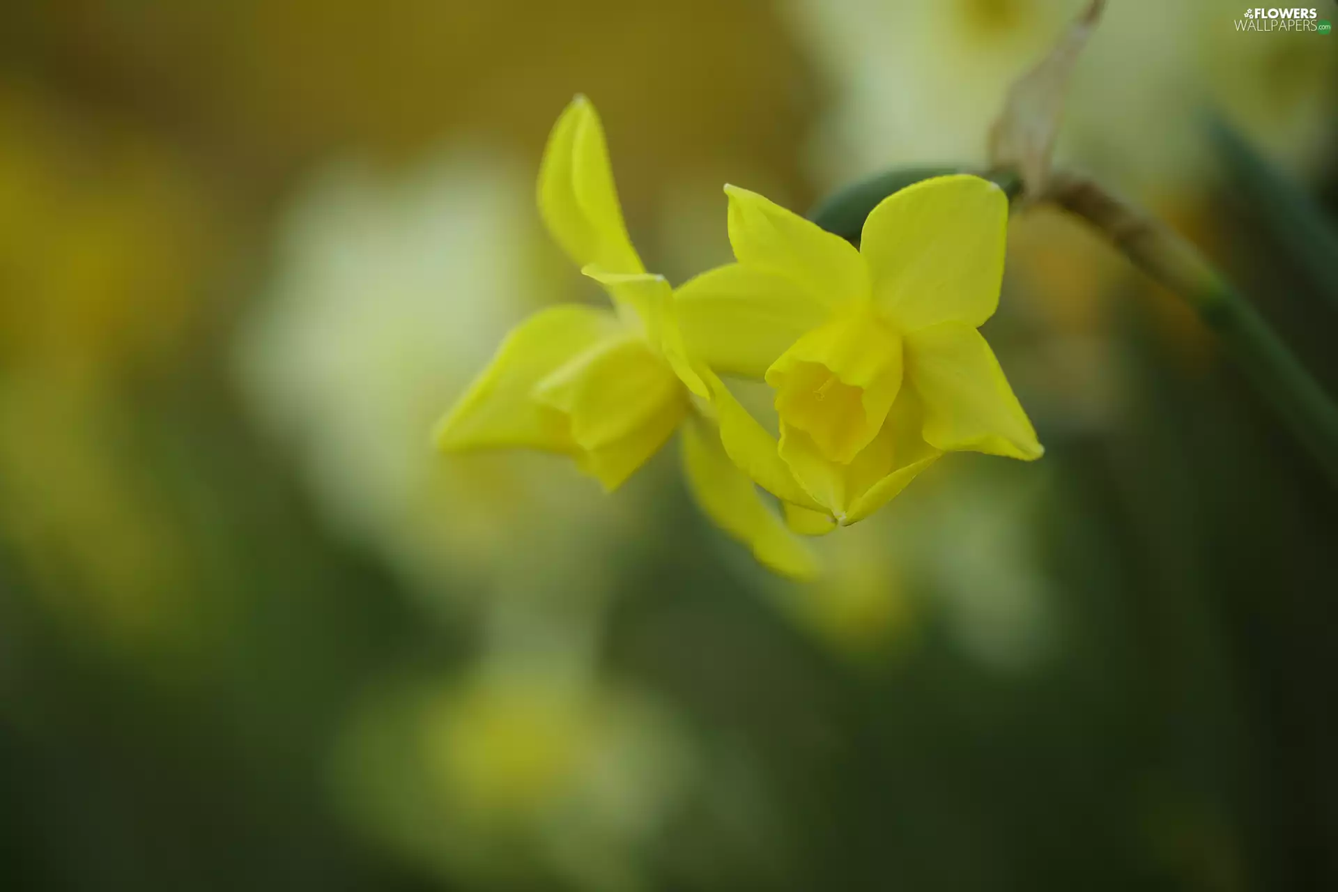 Two cars, Yellow, Flowers, Jonquil