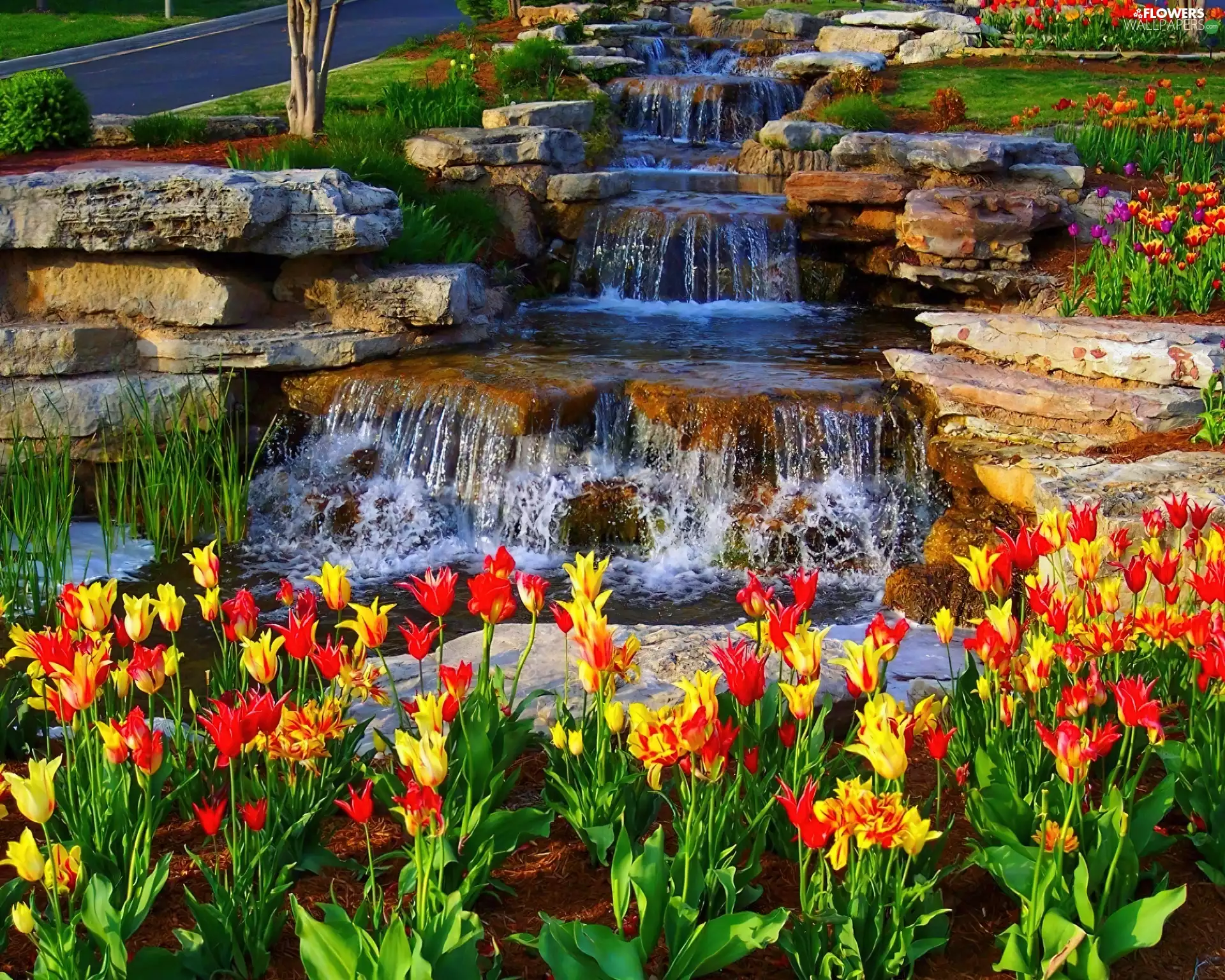cascade, color, Tulips