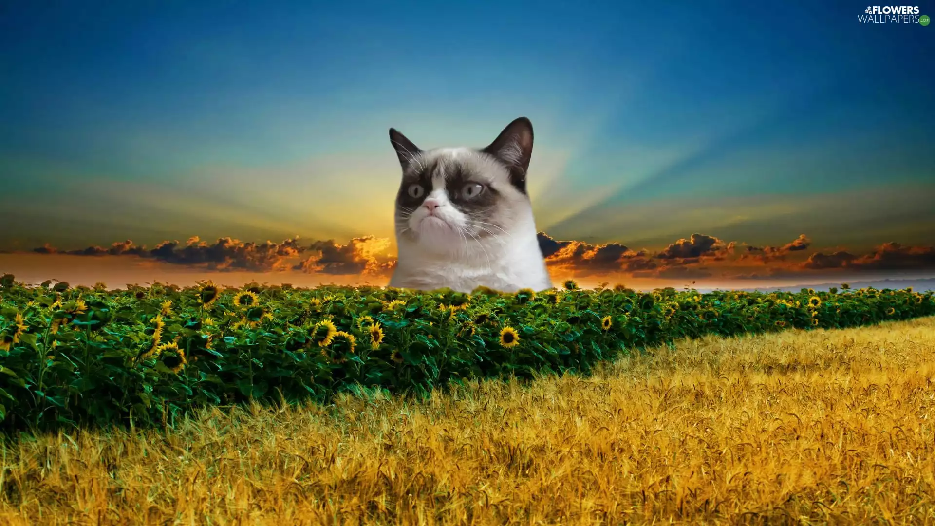 west, cat, Nice sunflowers, sun