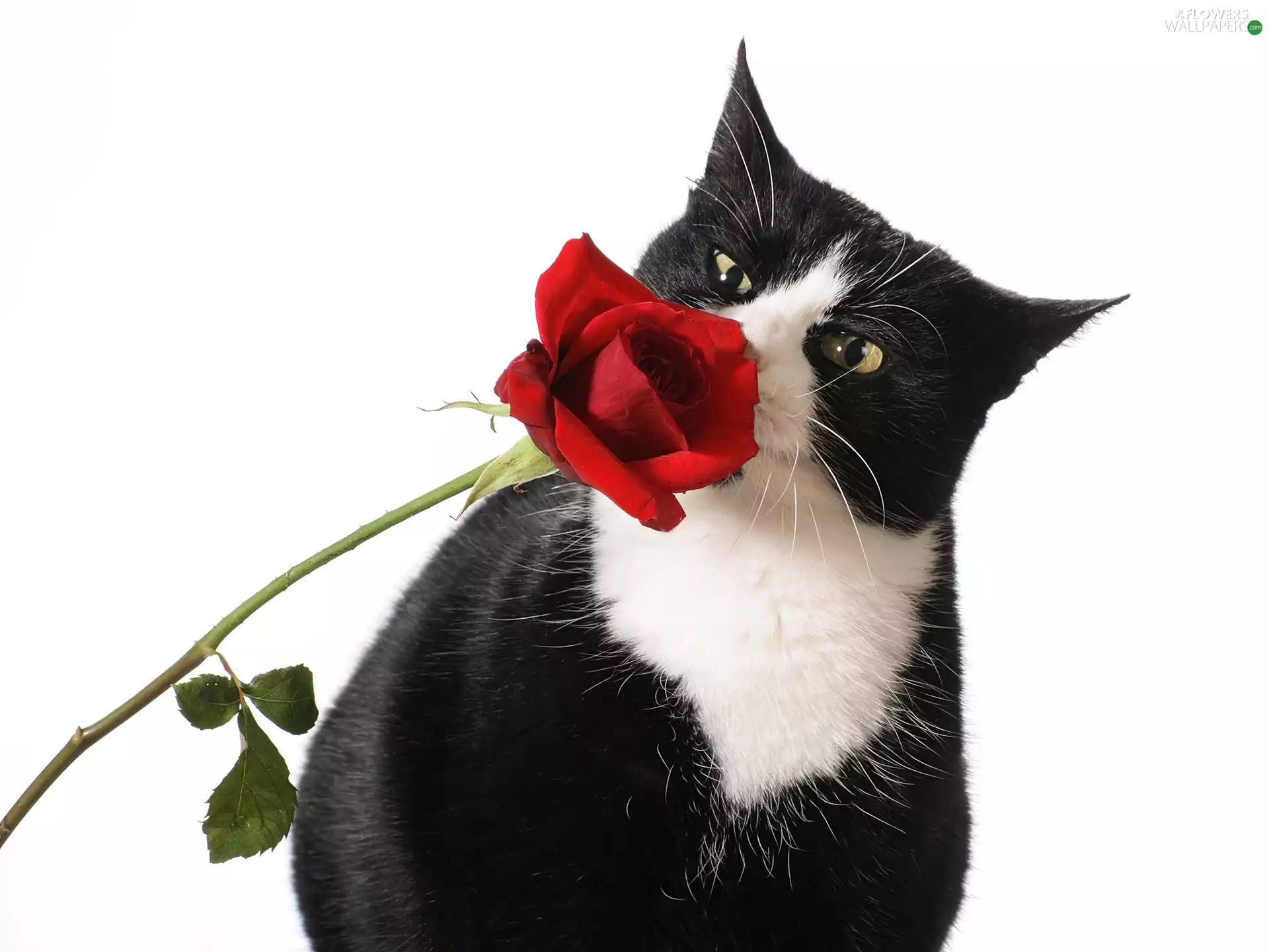 cat, rose